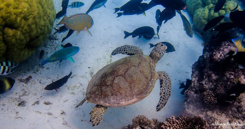 Ningaloo Reef