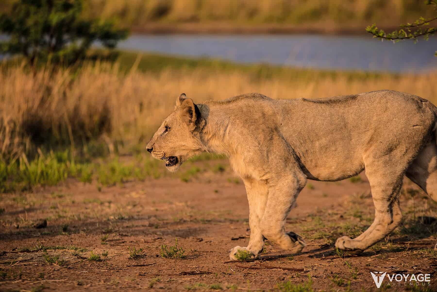 voyager en afrique du sud