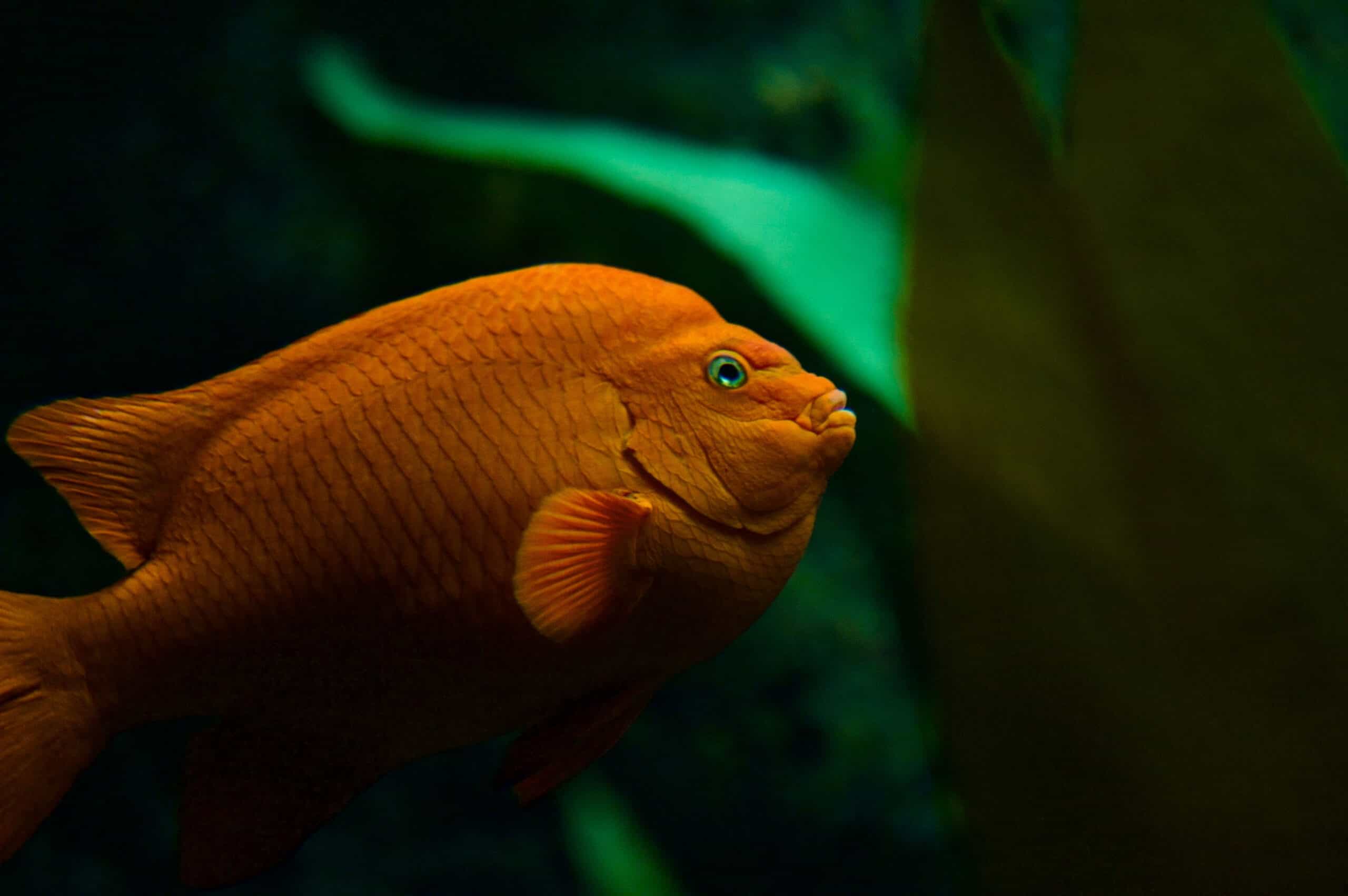 visiter aquarium lisbonne