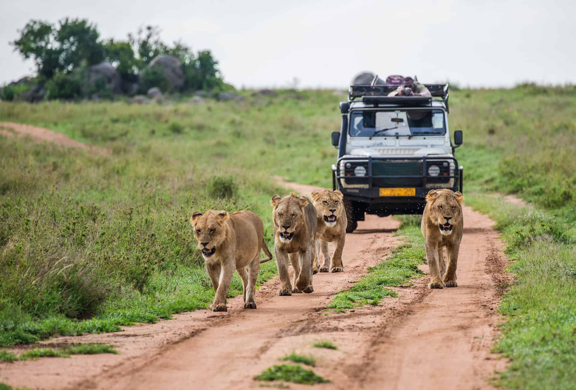 safari kenya