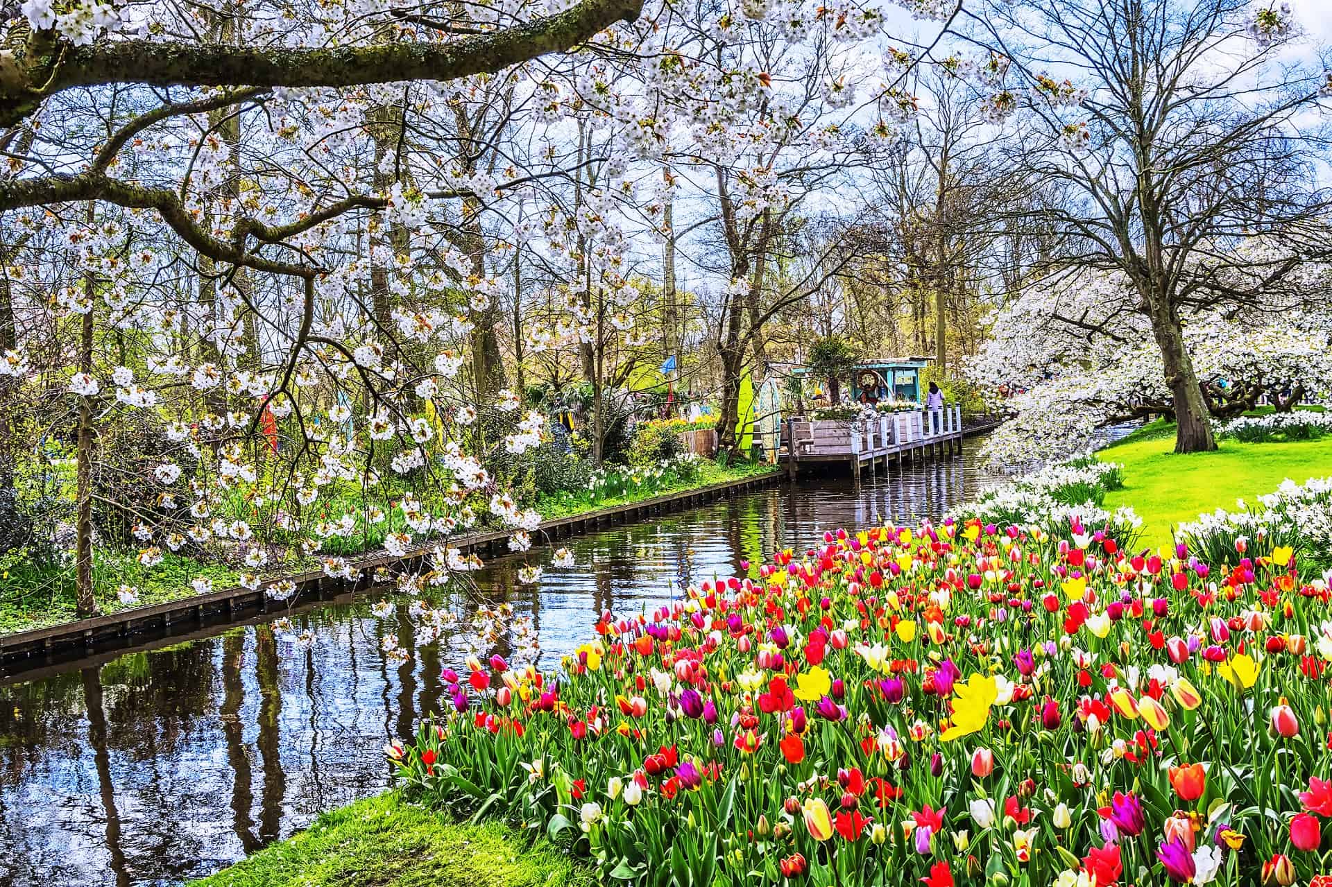 parc keukenhof tulipes hollande