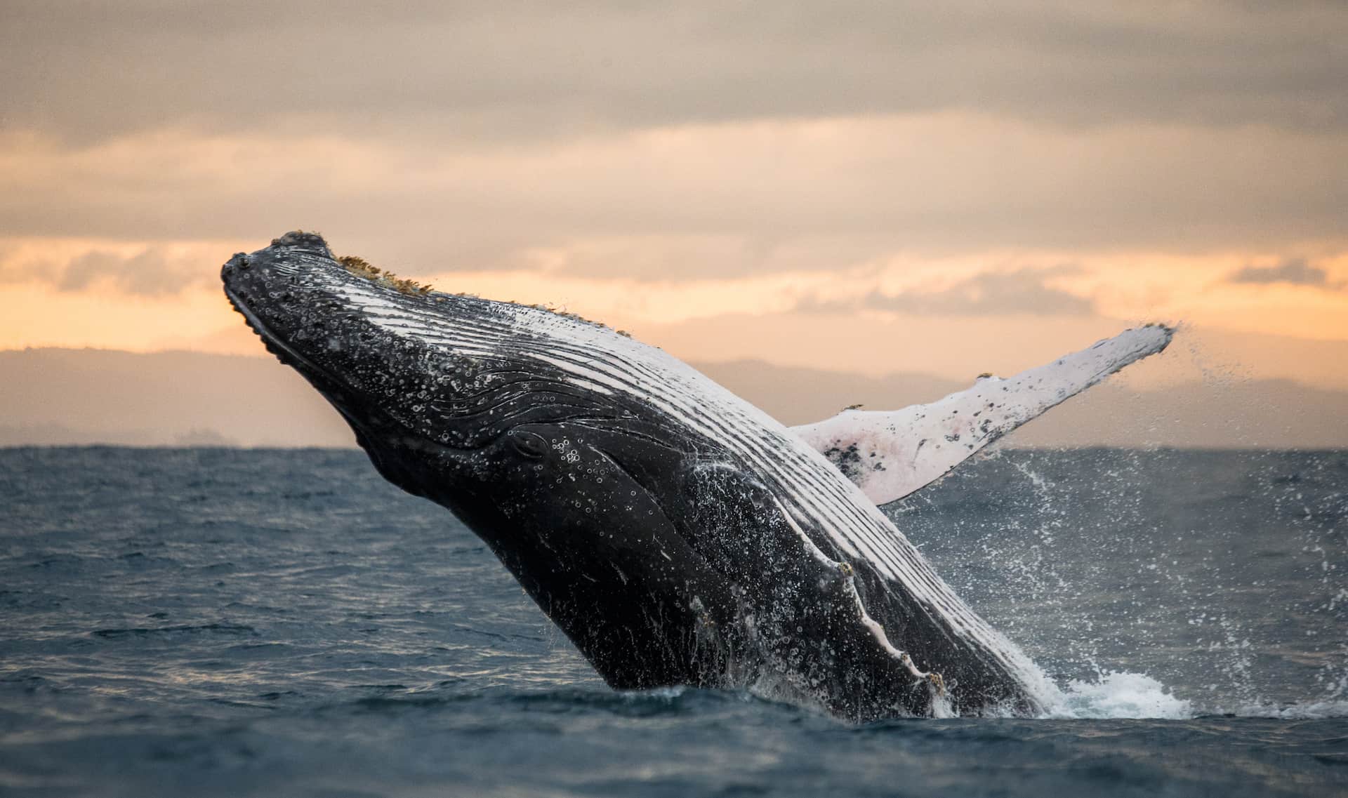 billet baleine tadoussac billet baleine tadoussac