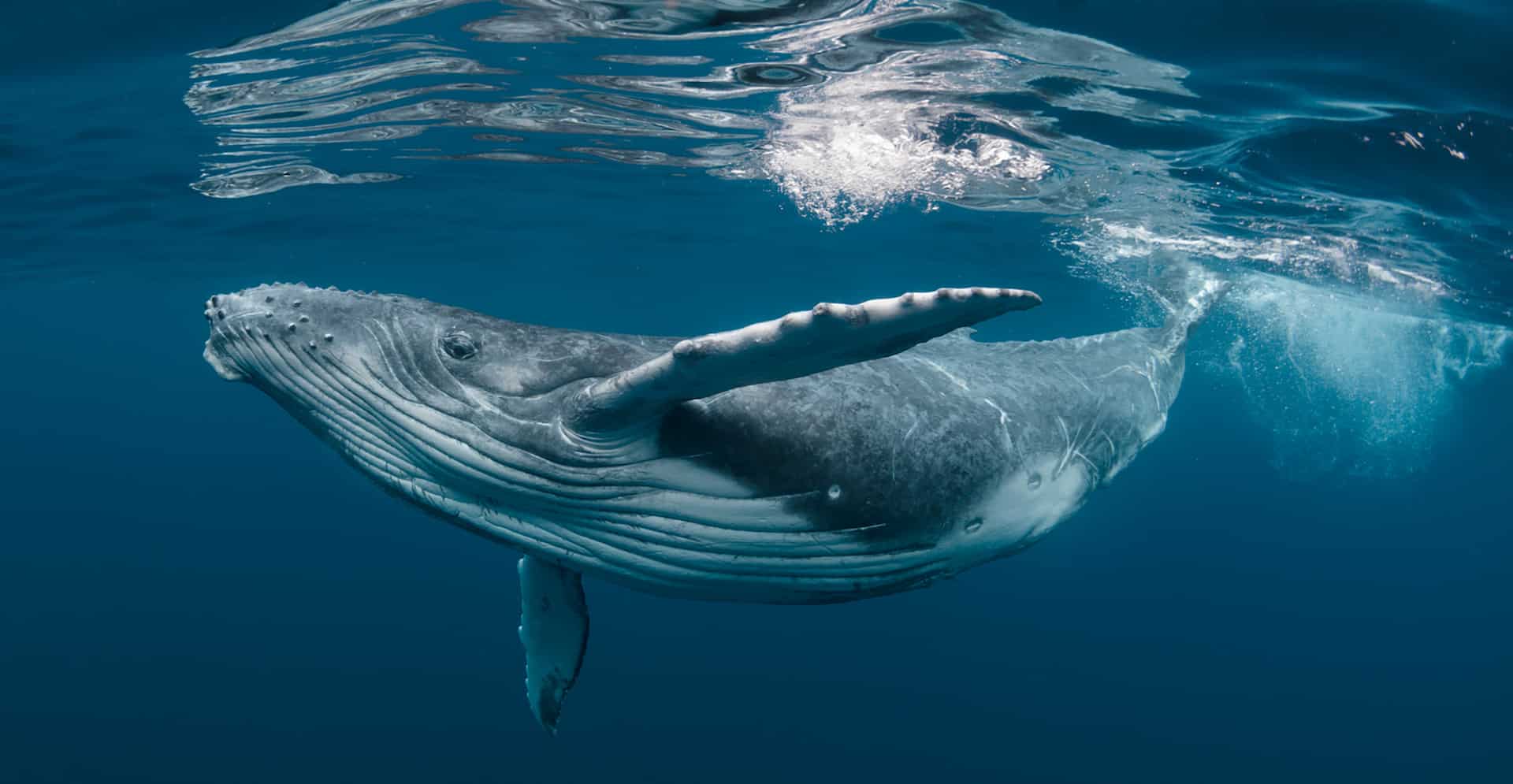 voir baleine tadoussac voir baleine tadoussac