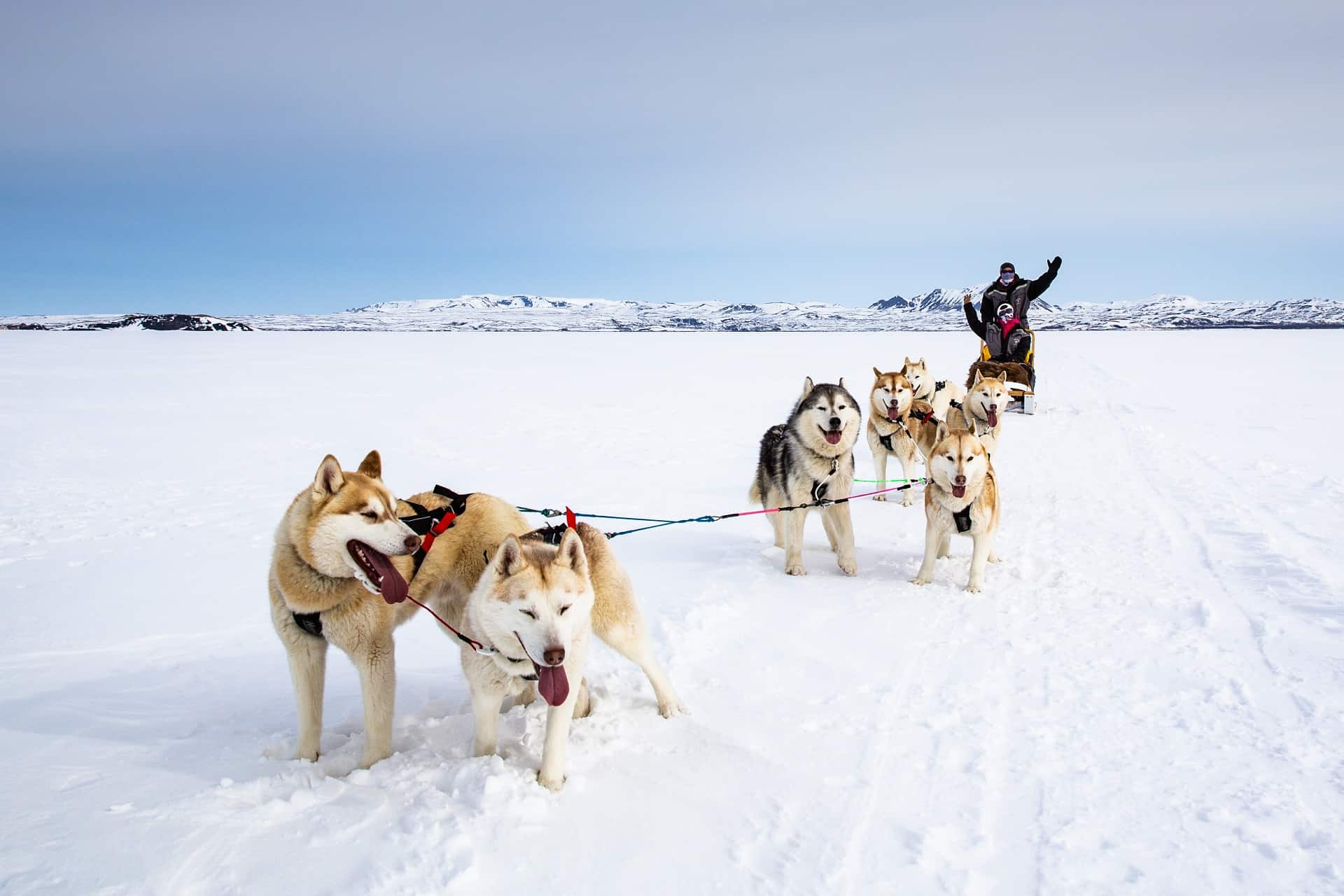 chiens de traineau islande