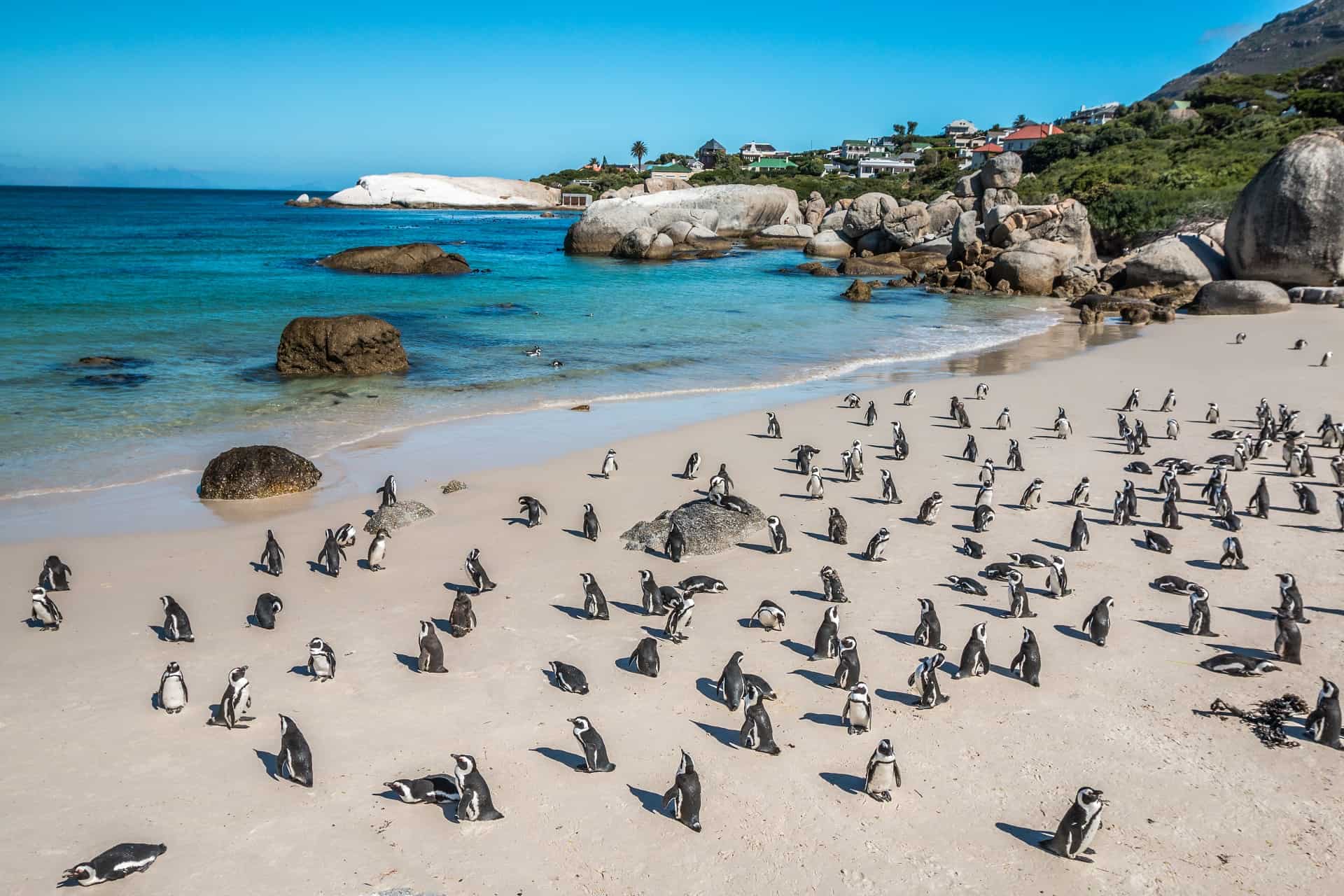 boulders beach visiter cap de bonne esperance