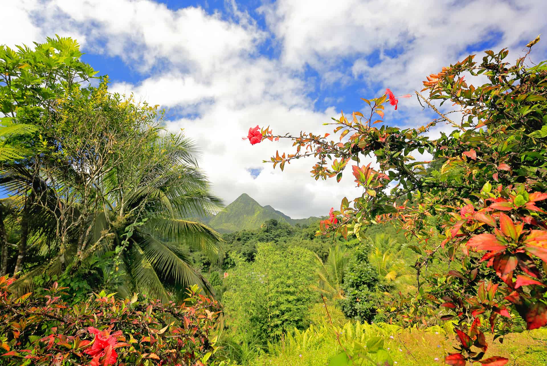 nature martinique ou guadeloupe