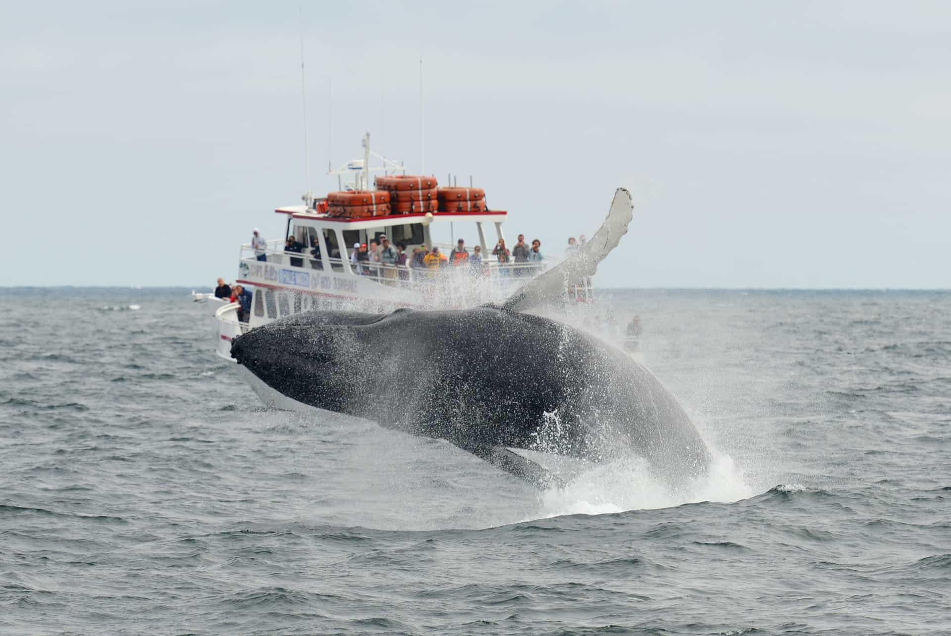 bateau baleine