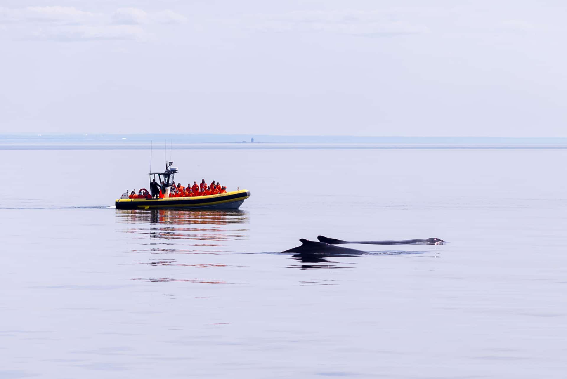 zodiac baleine