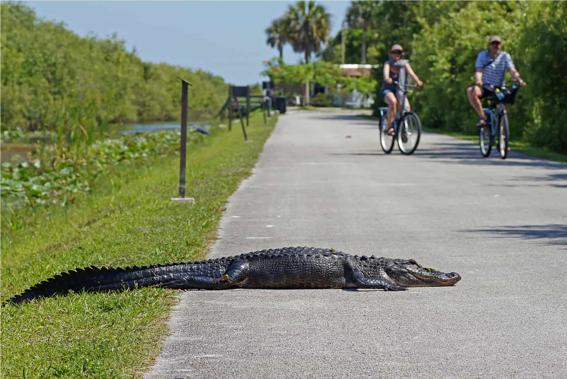 alligators miami