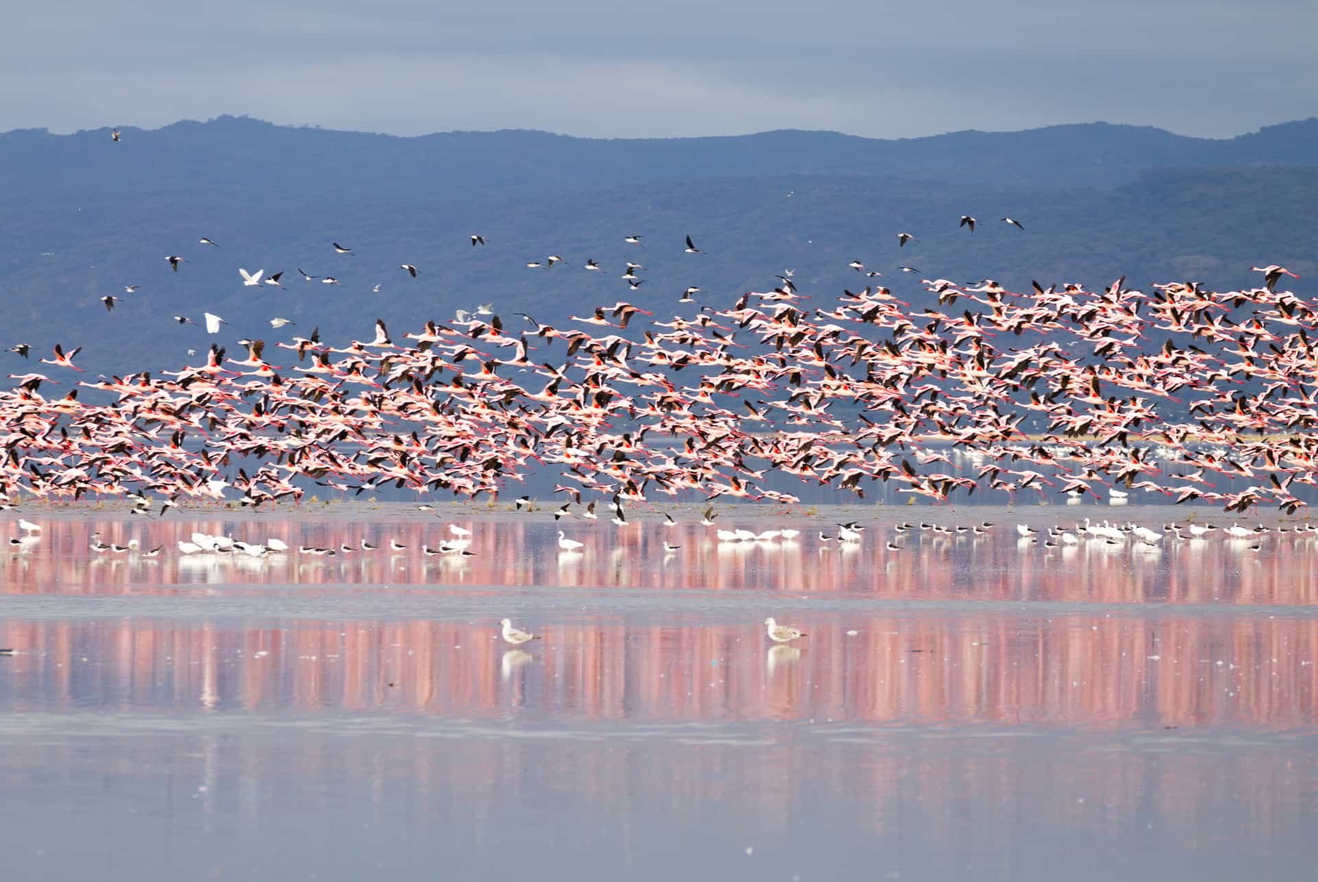 flamants rose tanzanie