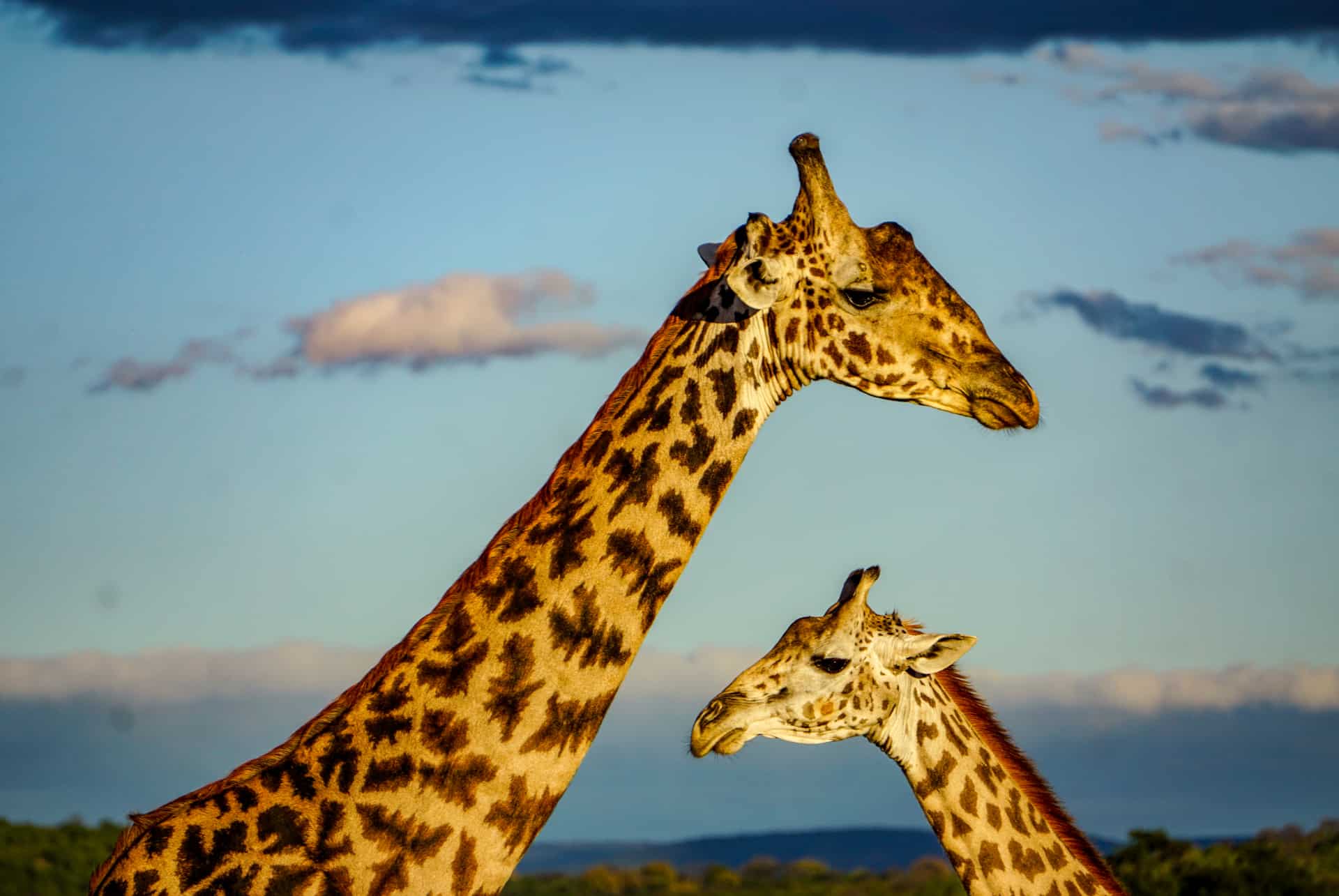 parc national de ruaha