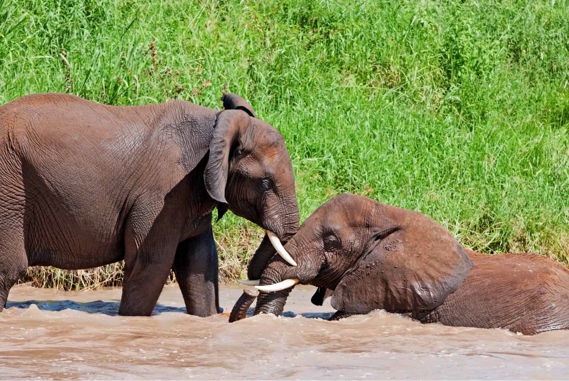 parc national de tarangire