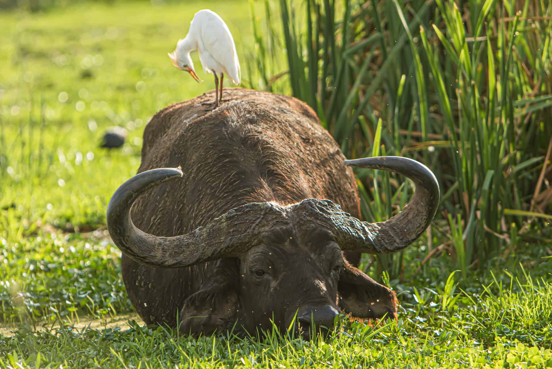 parc national du lac manyara