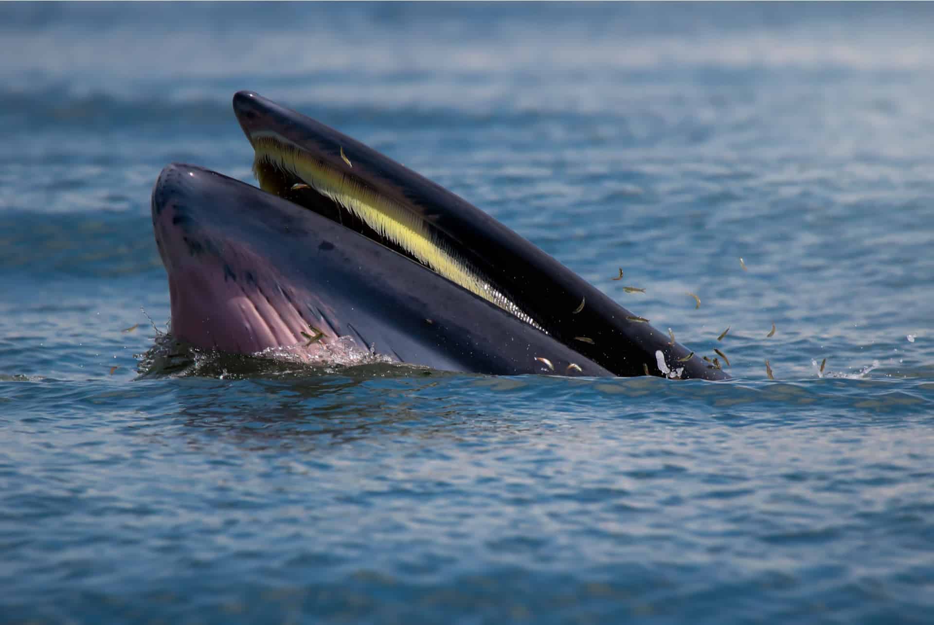 rorqual rorqual
