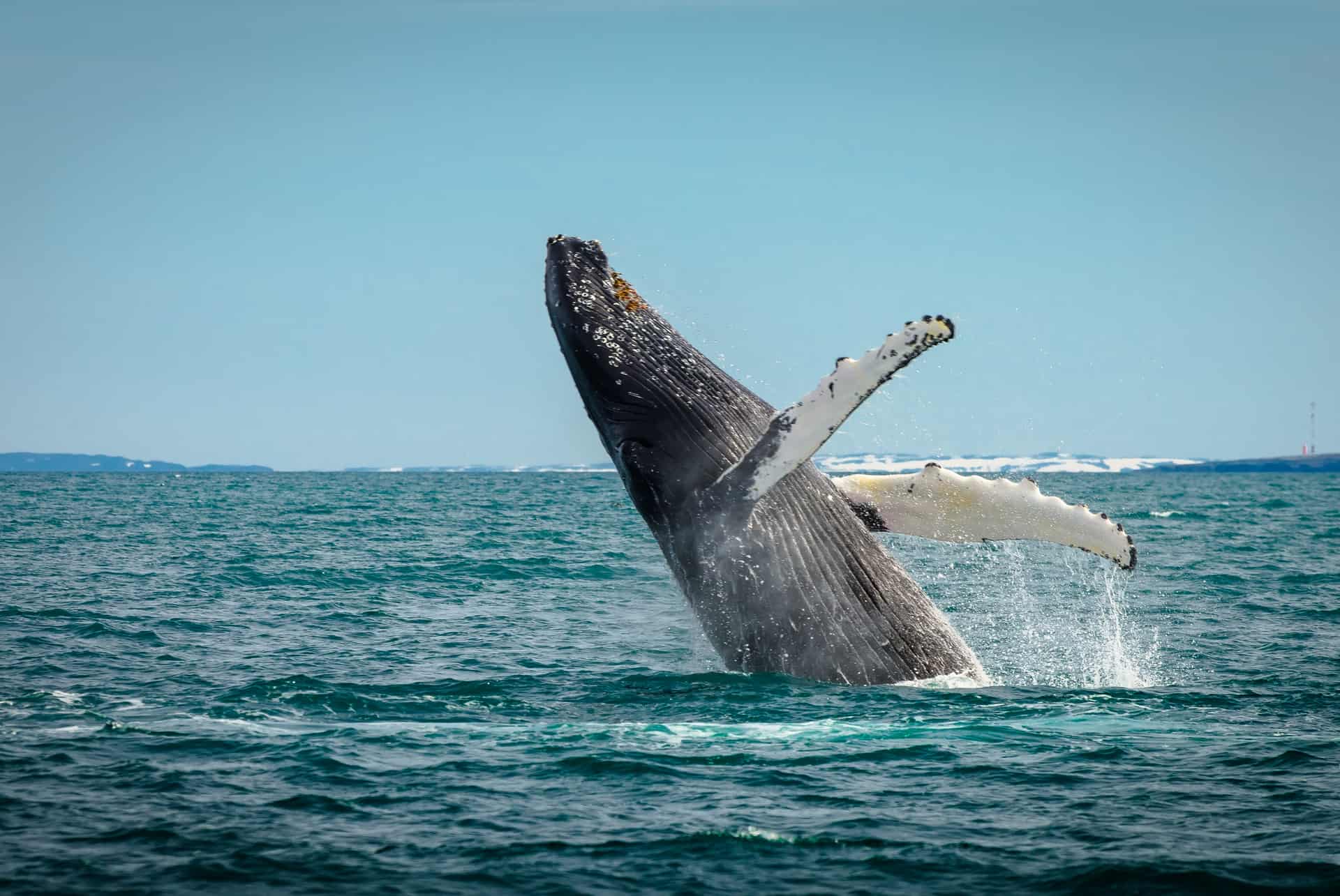 baleine islande