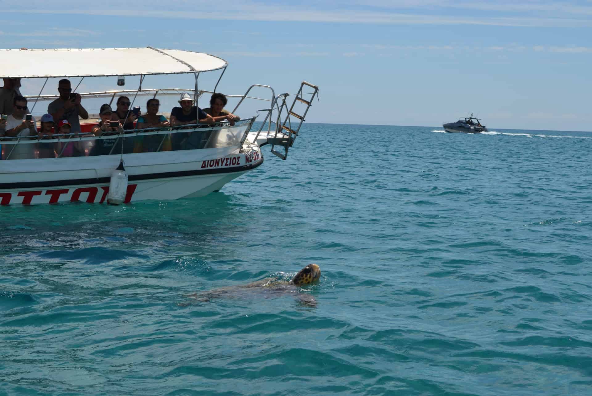 observation tortues zakynthos