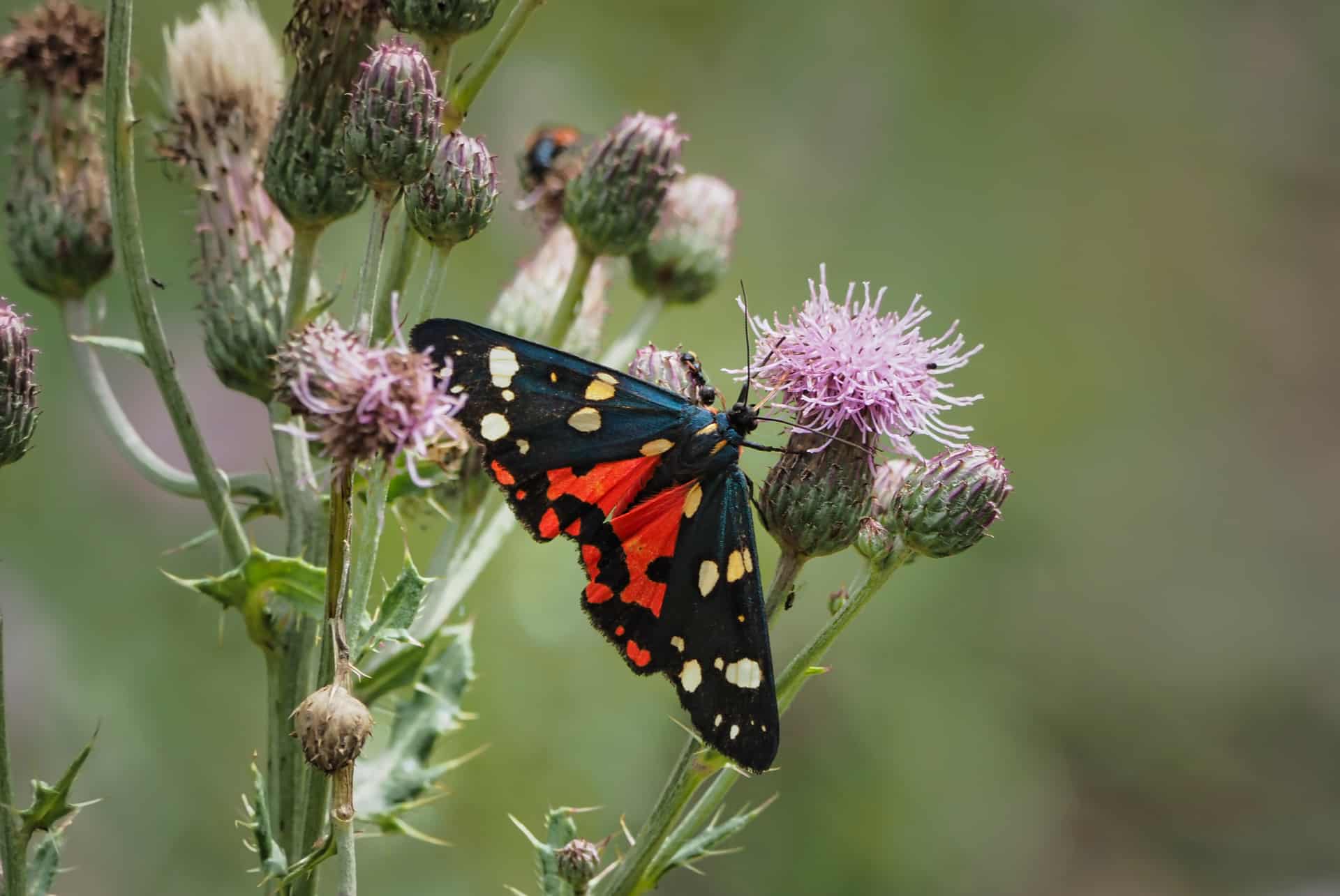 papillon callimorphe papillon callimorphe