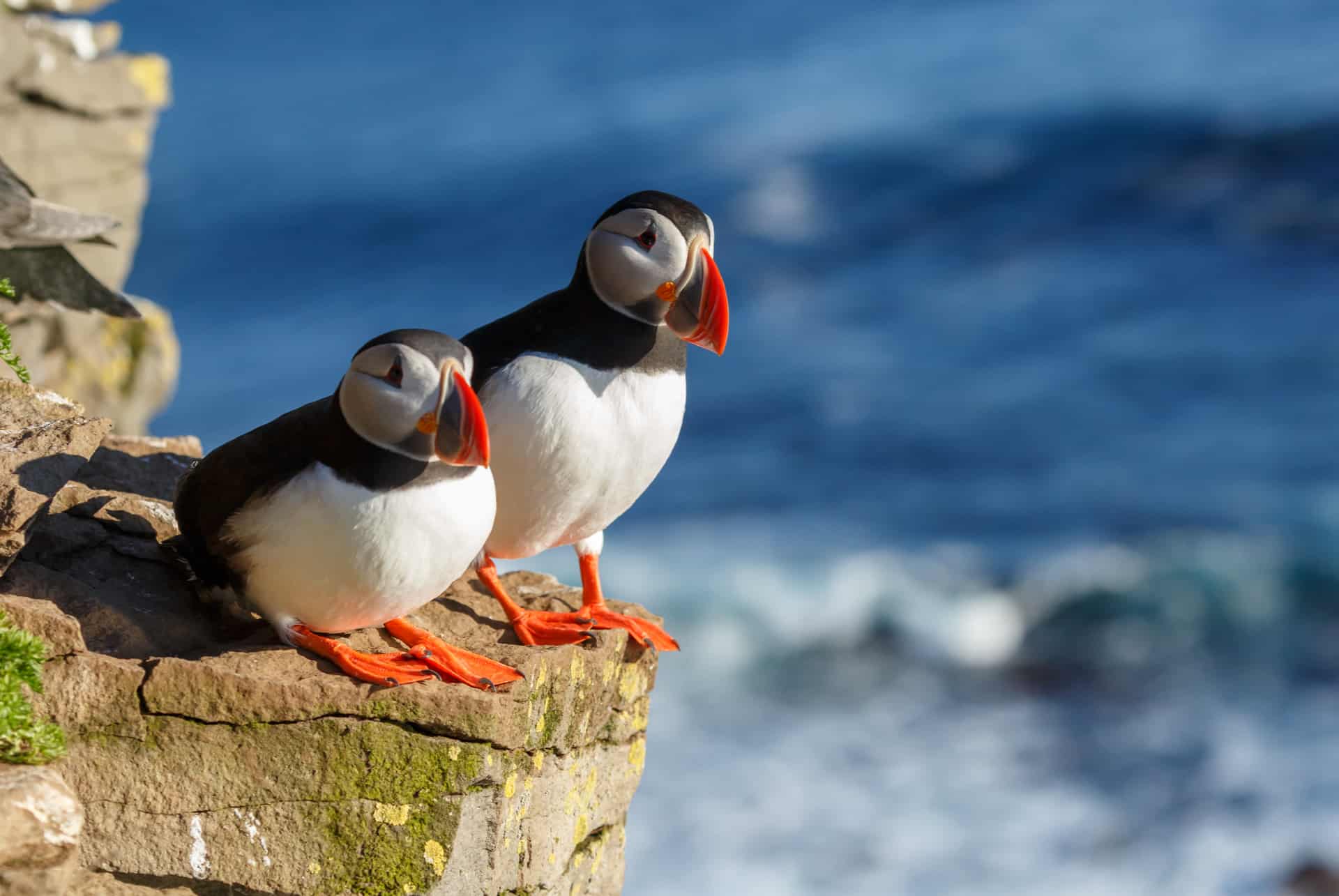 macareux en islande