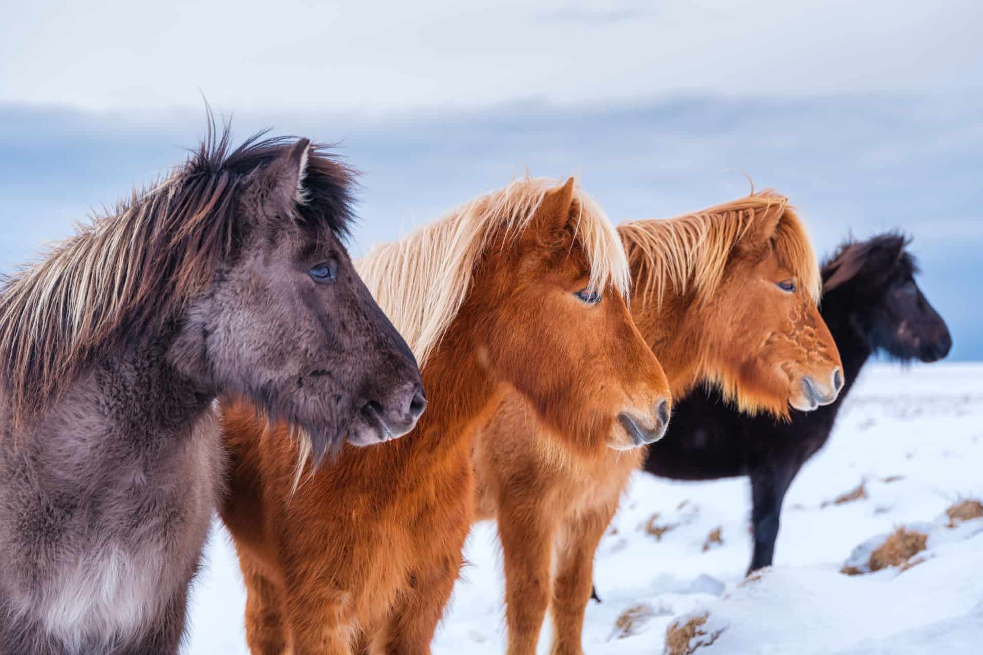 le cheval islandais