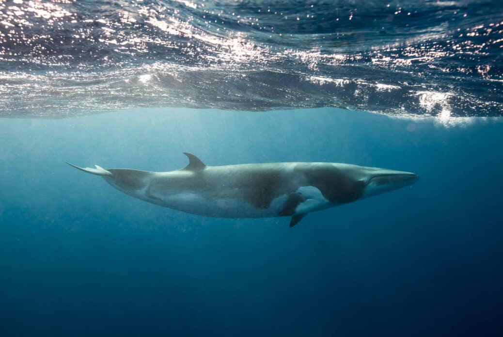 baleine de minke hermanus afrique du sud baleine de minke hermanus afrique du sud