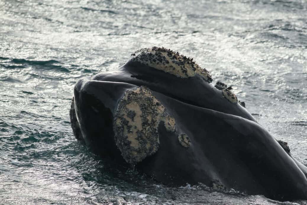 baleine franche australe hermanus afrique du sud baleine franche australe hermanus afrique du sud