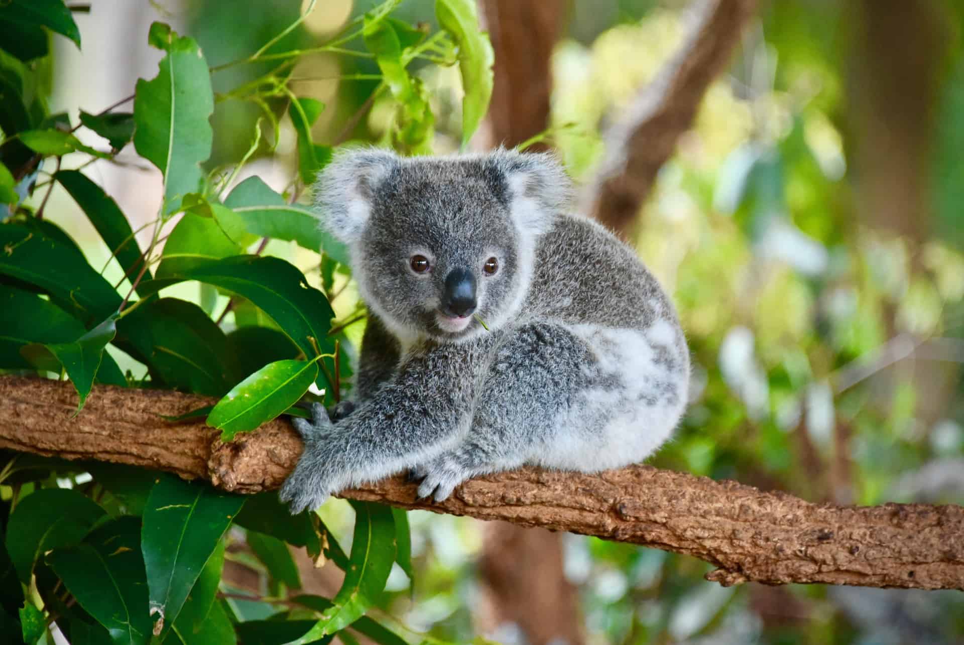 koala australie