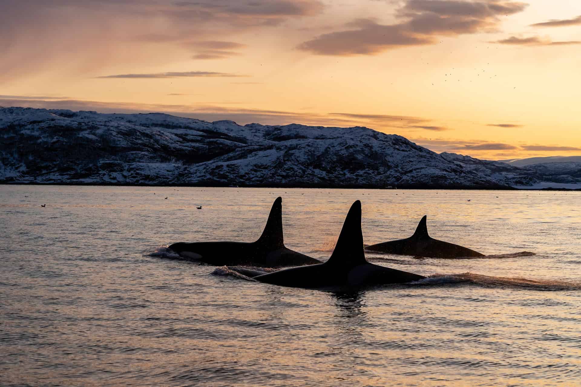 les baleines en norvege les baleines en norvege