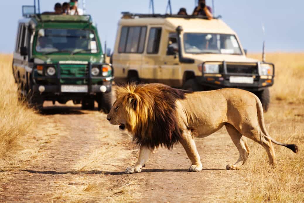 lion kenya