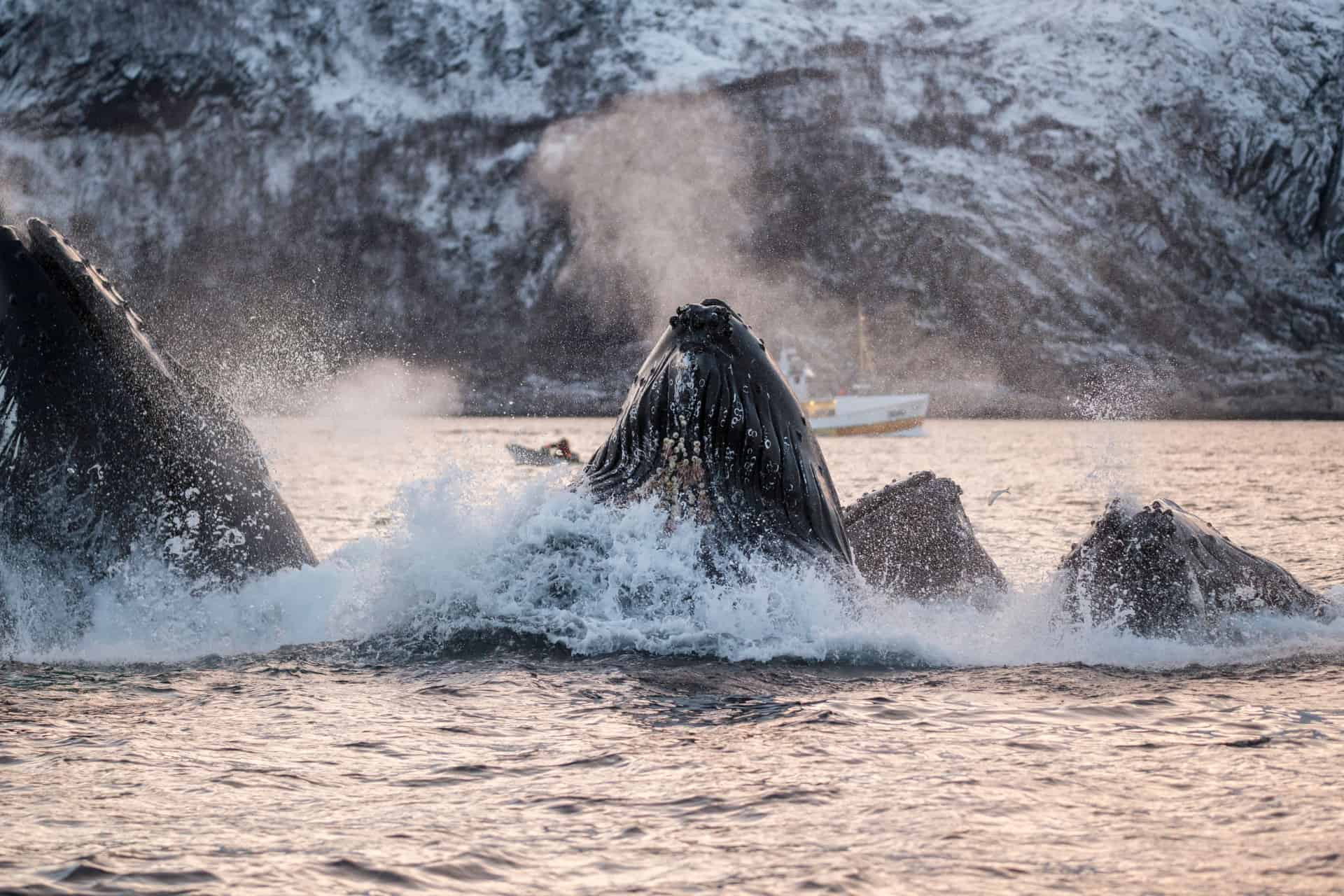 observation des baleines en norvege observation des baleines en norvege