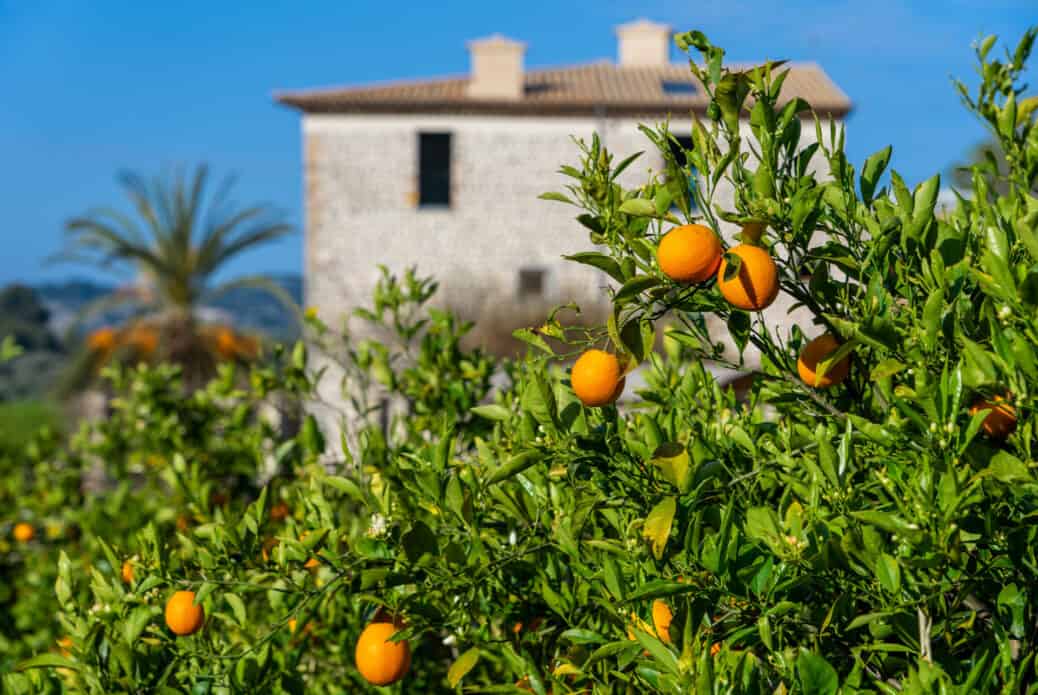 oranger soller