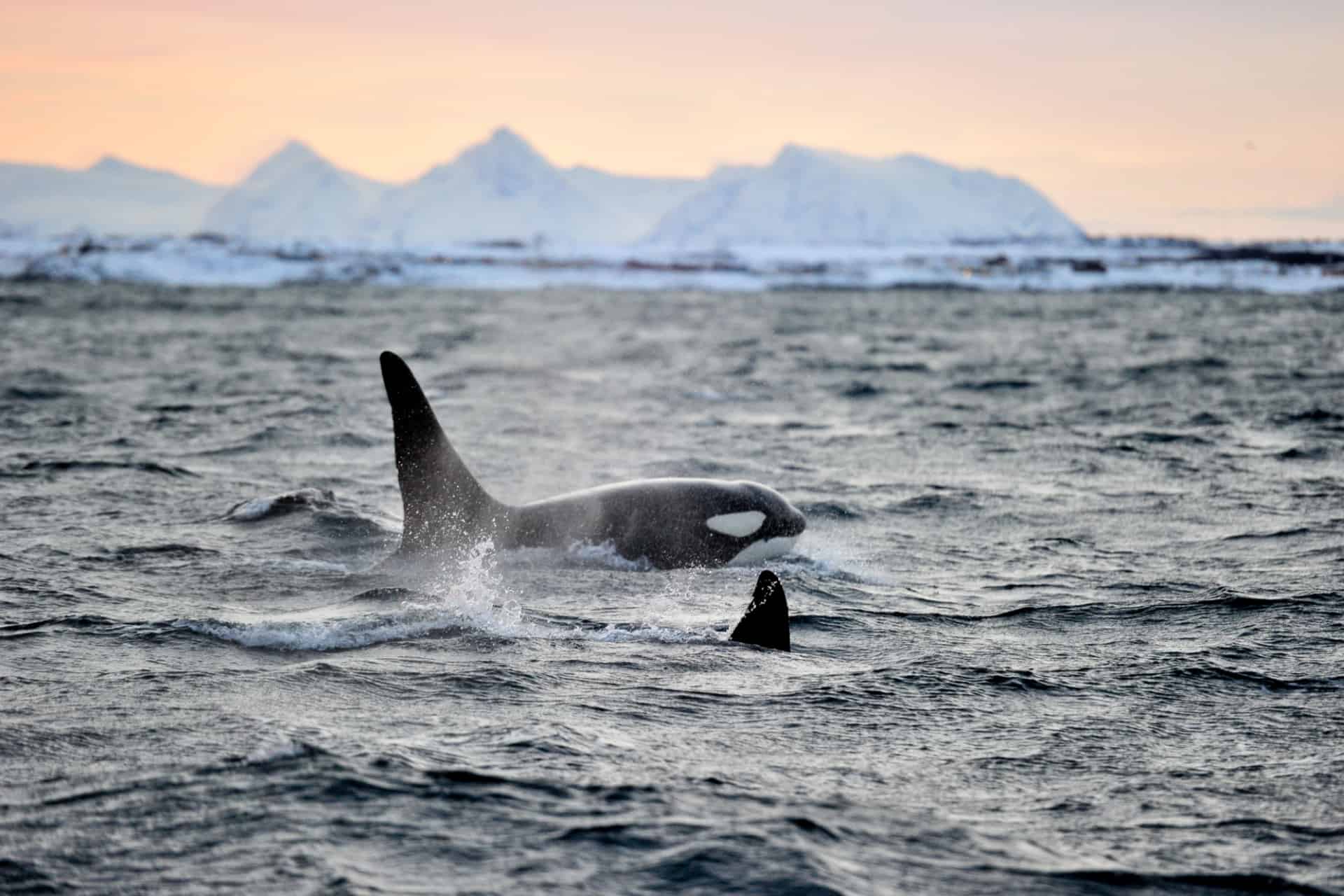 reussir ses photos de baleines en norvege reussir ses photos de baleines en norvege