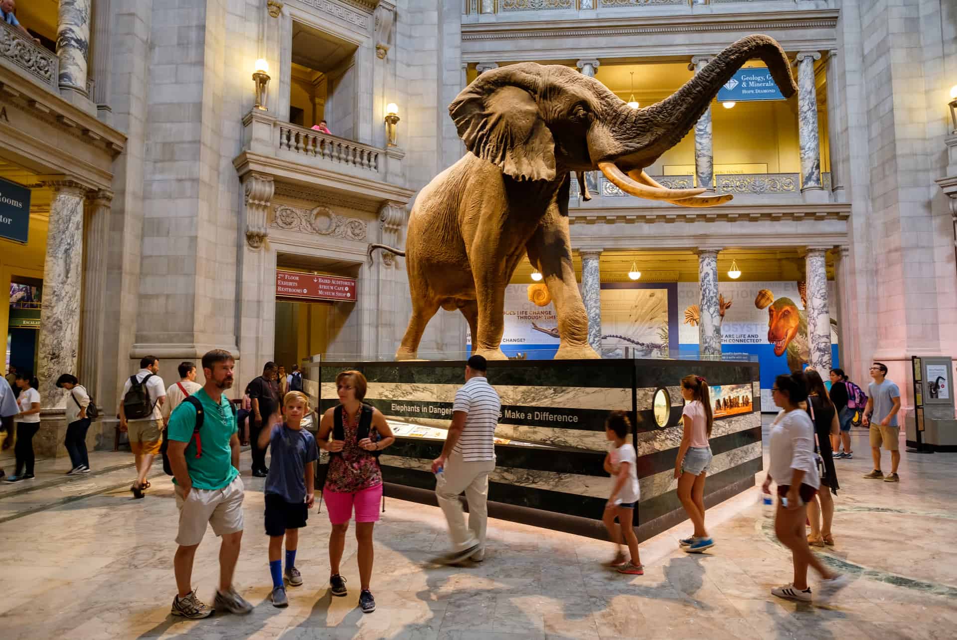 american museum of natural history