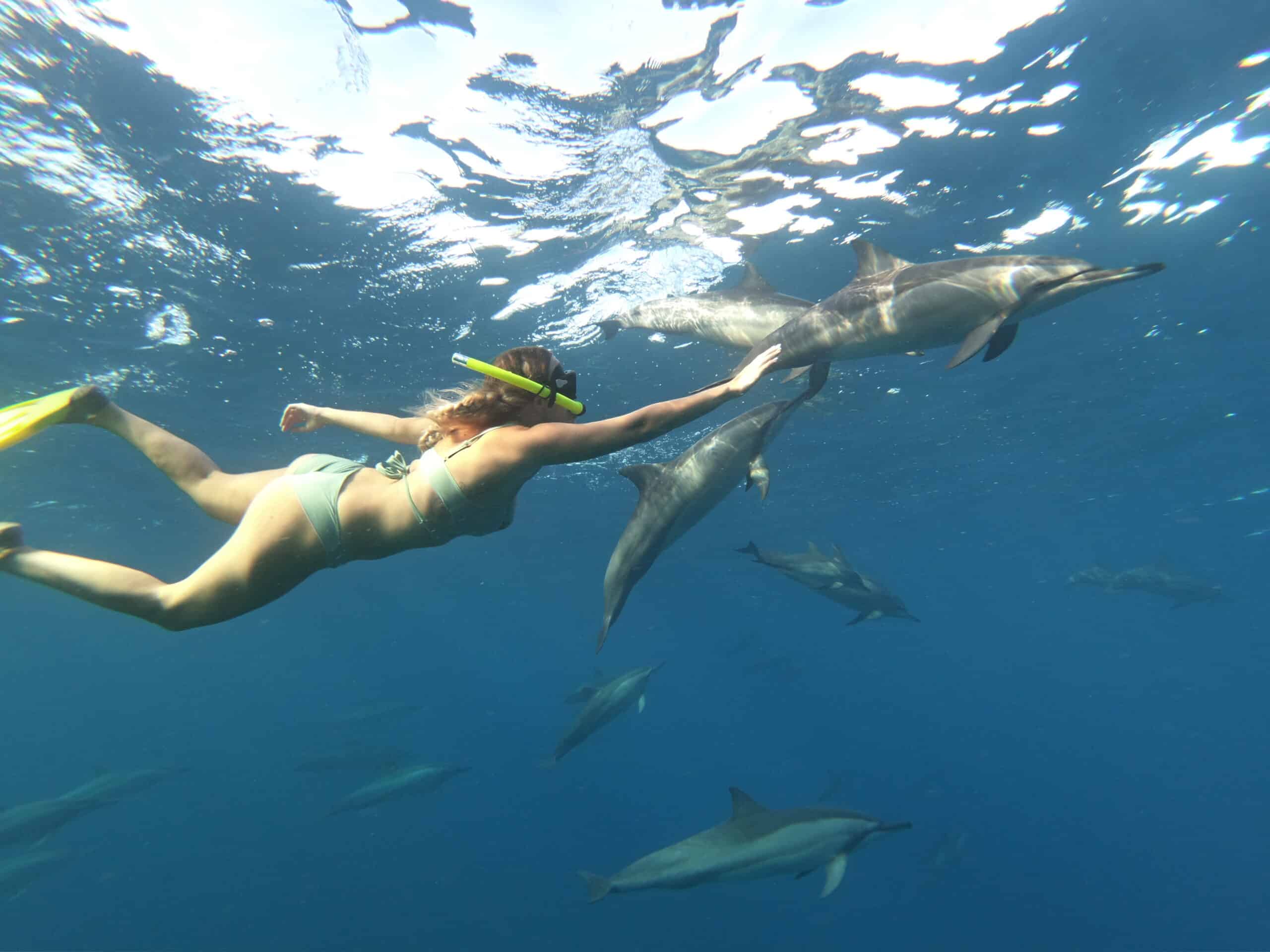 nager dauphins ile maurice nager dauphins ile maurice