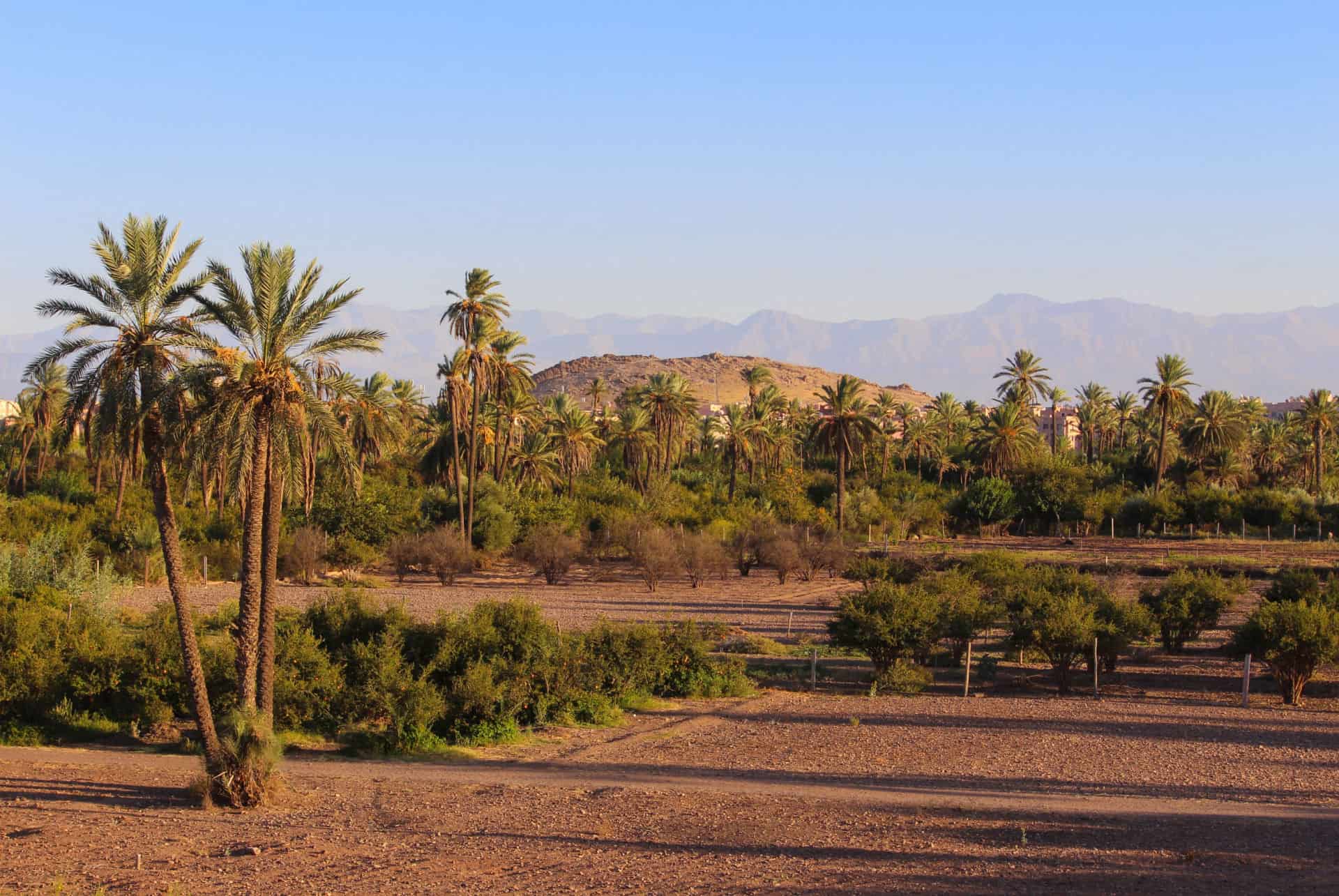 palmeraie marrakech en ete