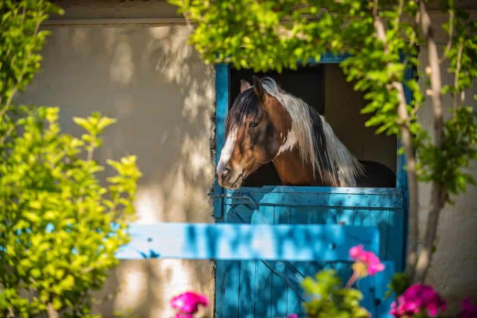 balade à cheval heraklion