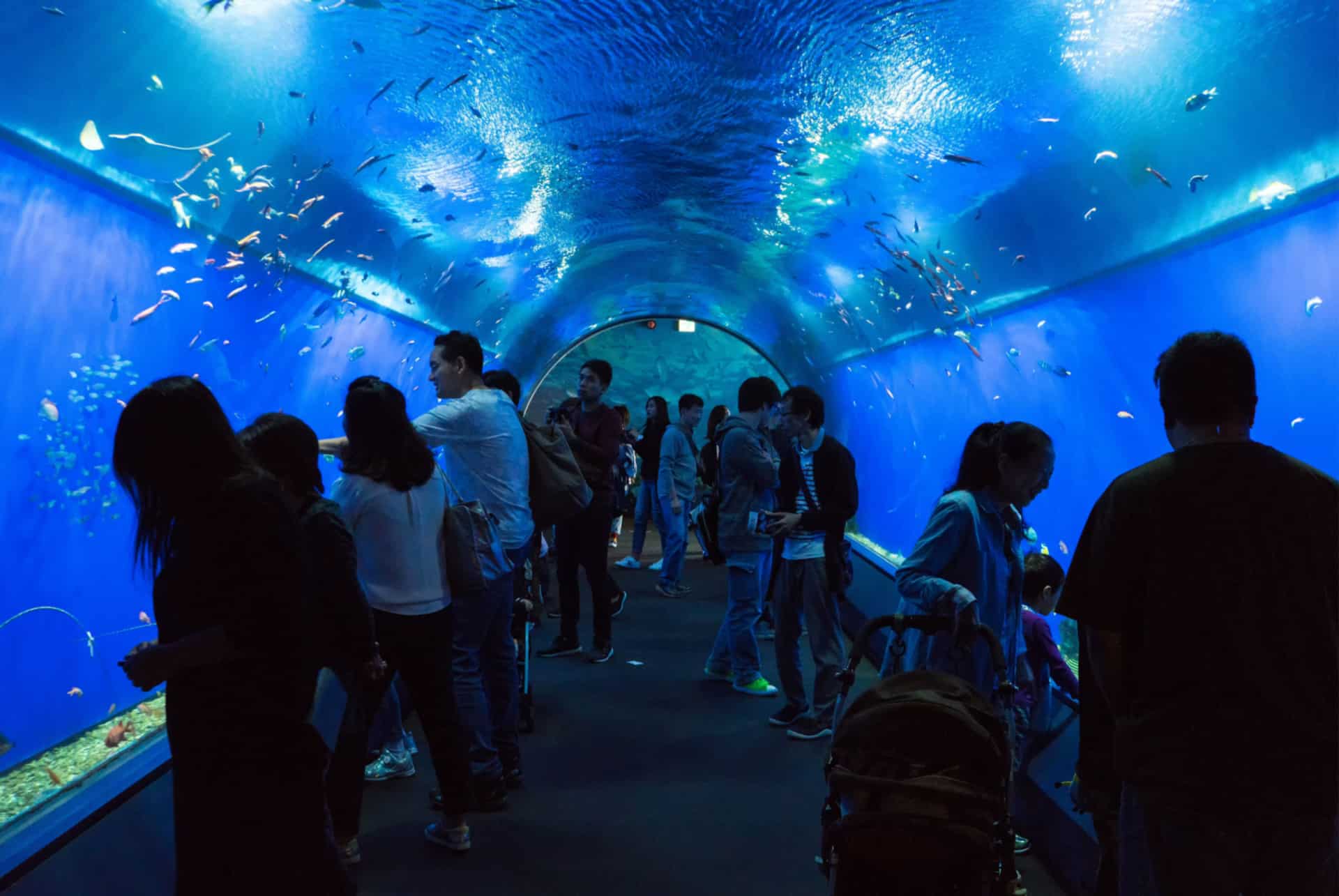 que faire a osaka aquarium kaiyukan que faire a osaka aquarium kaiyukan