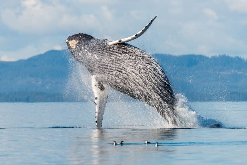 baleine tadoussac