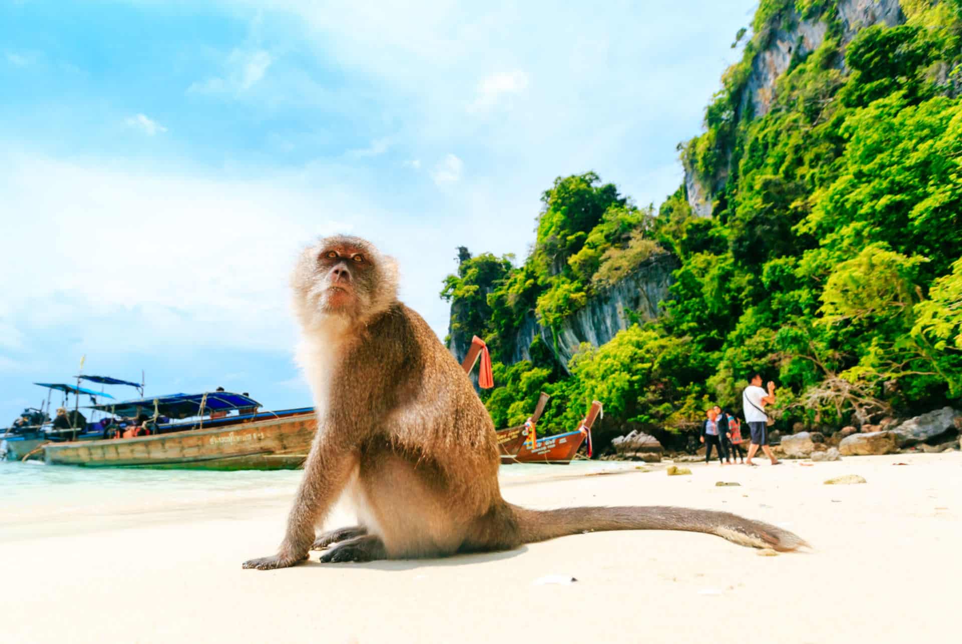 monkey beach monkey beach