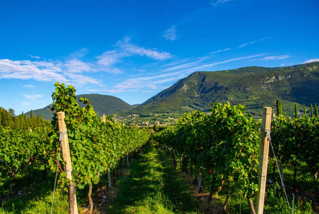 vignoble bardolino vignoble bardolino
