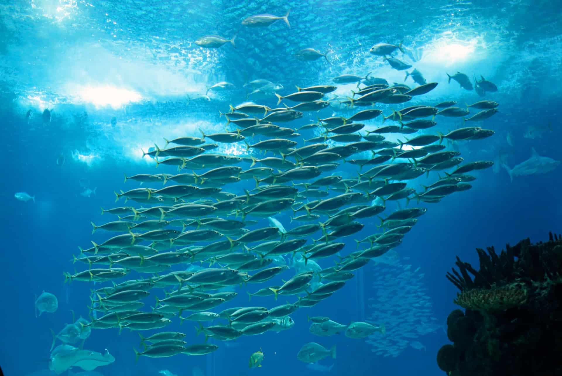 vue aquarium lisbonne