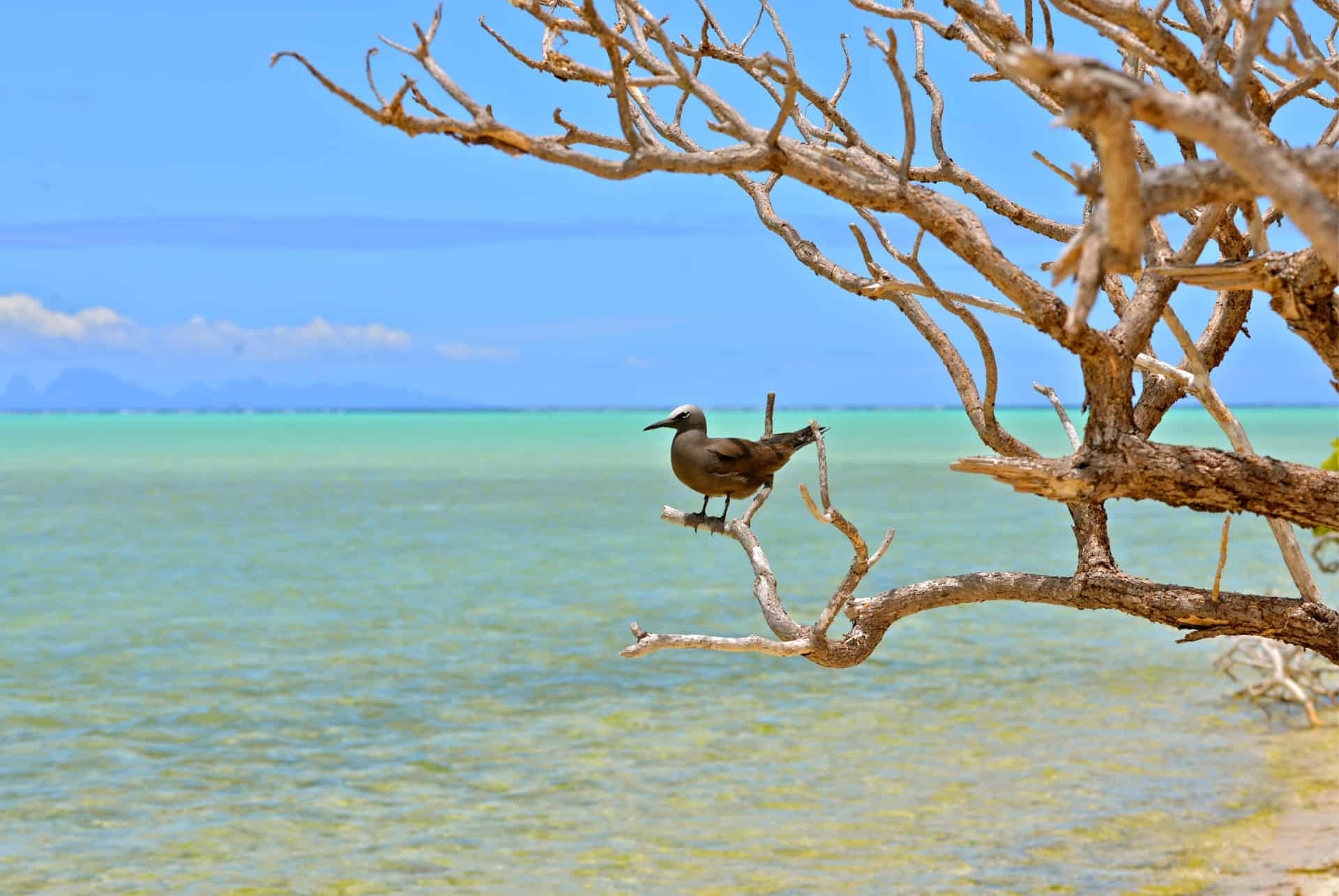 que faire en polynesie tetiaroa