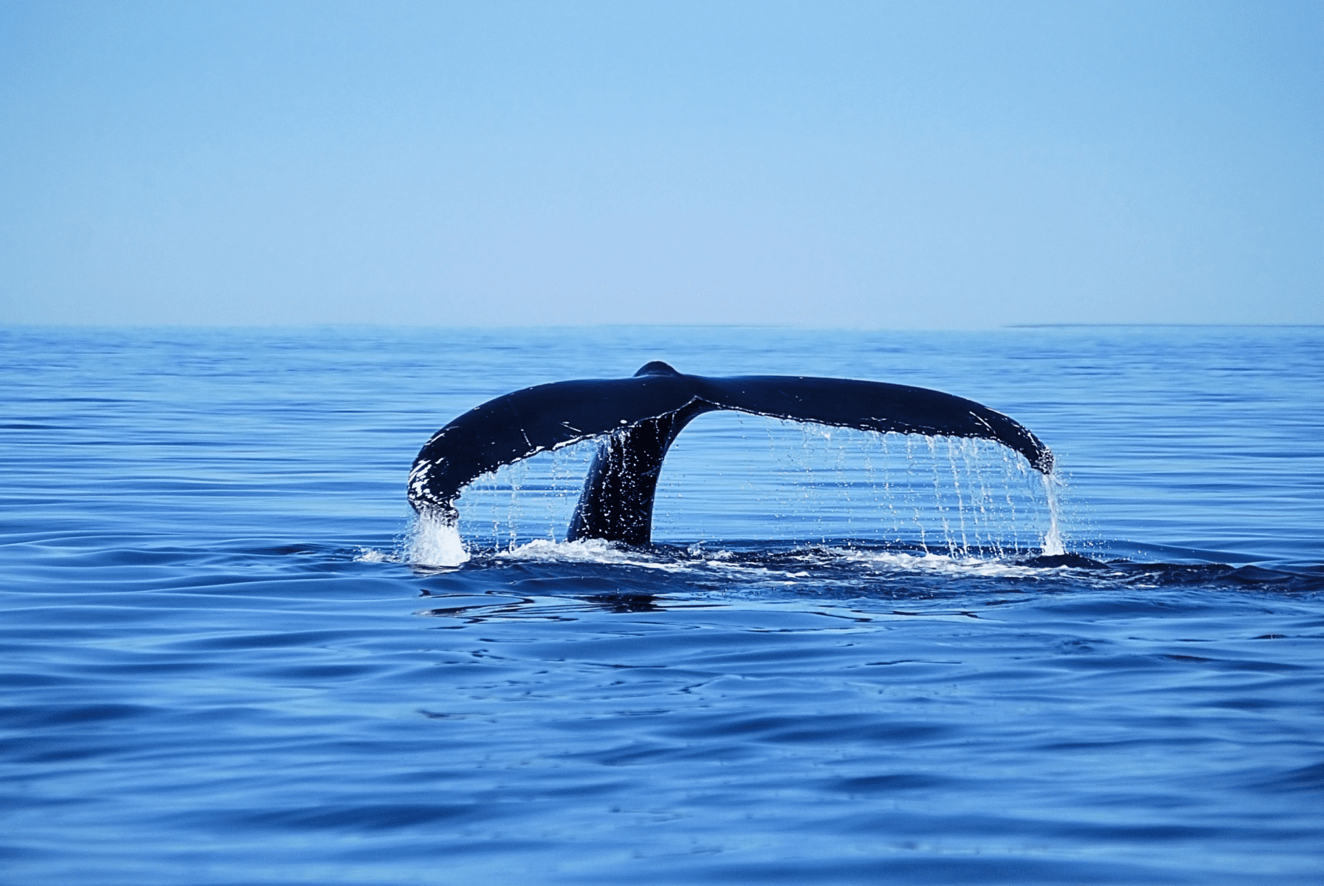 canada tadoussac baleine canada tadoussac baleine