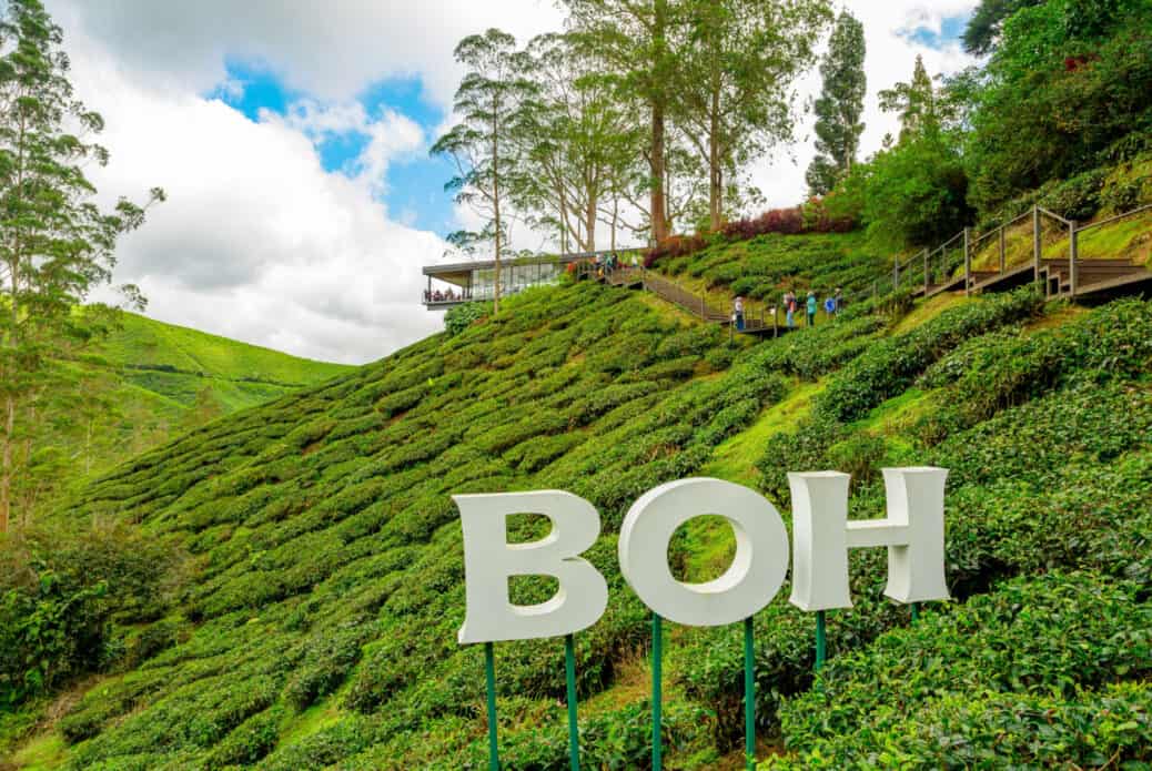 boh tea que faire malaisie boh tea que faire malaisie