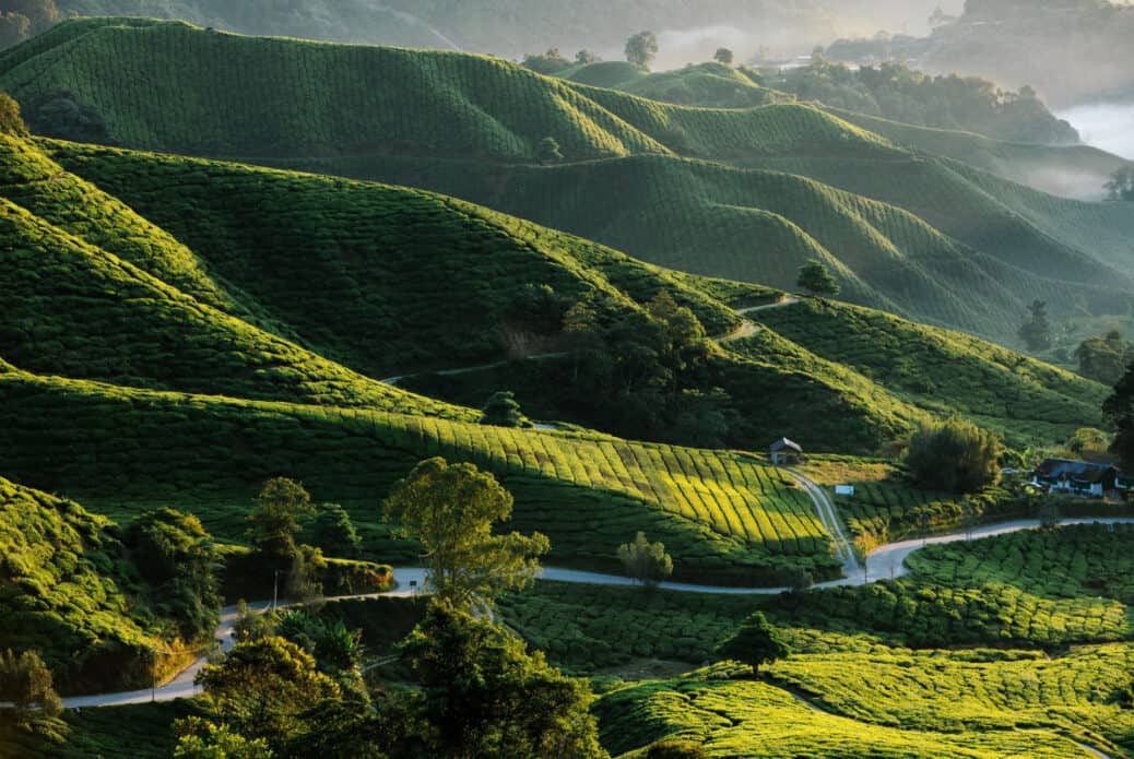 cameron highlands cameron highlands