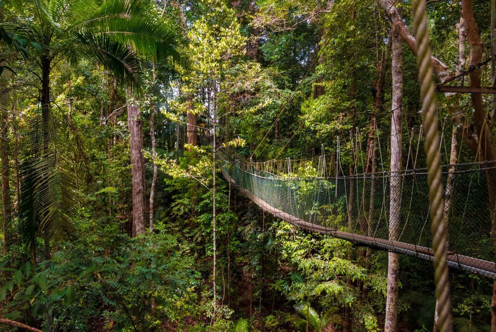 canopee taman negara canopee taman negara