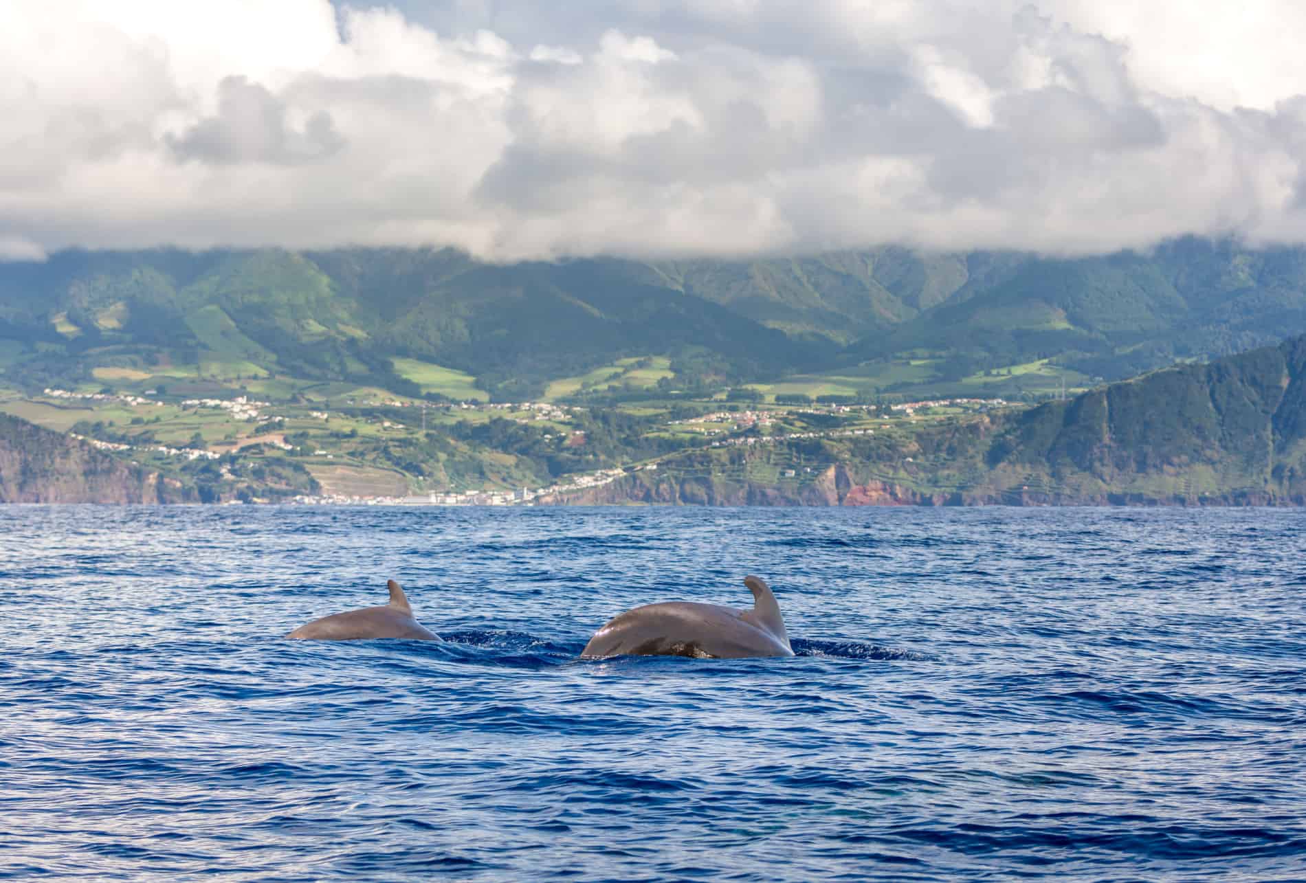 dauphins et baleines acores