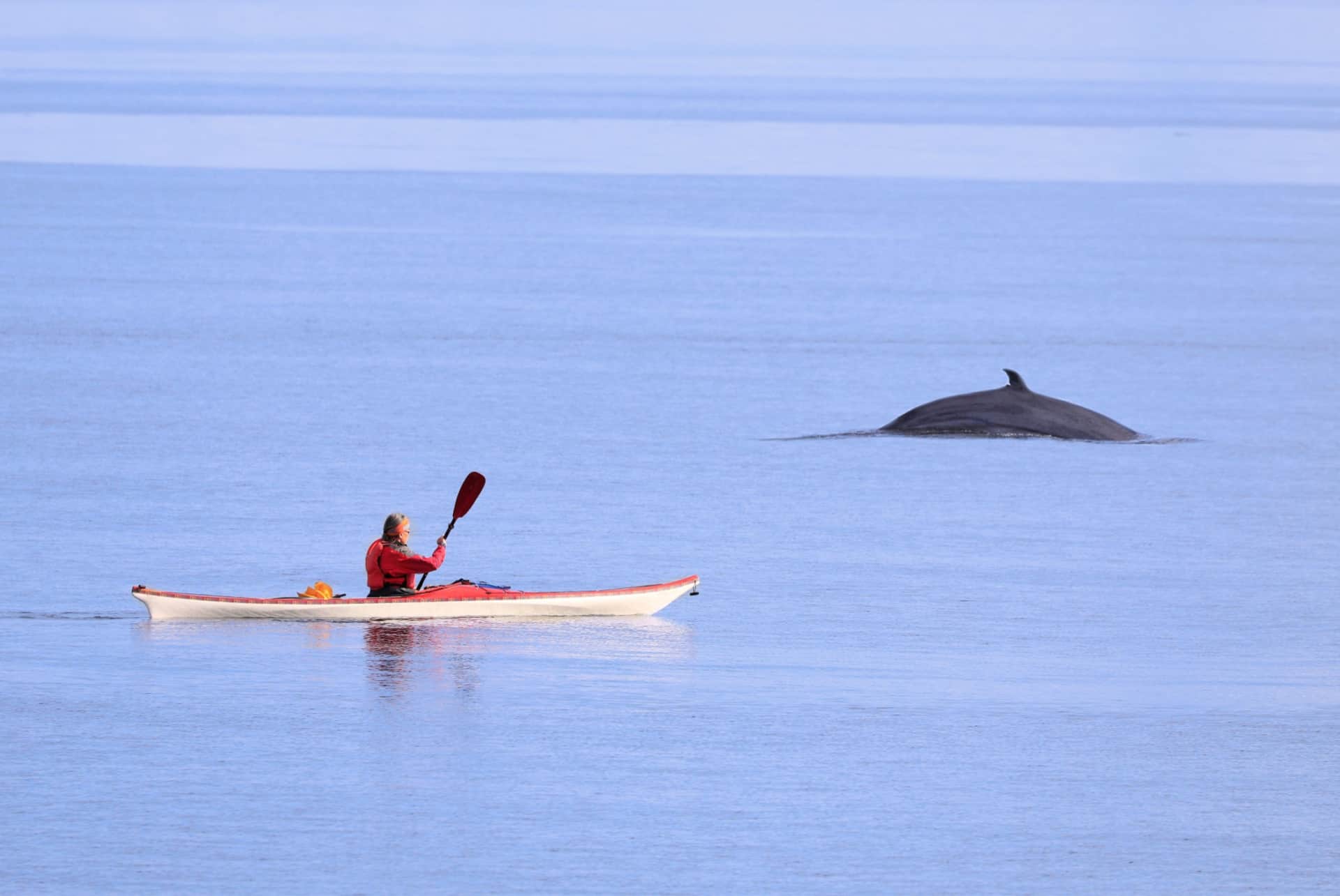 excursion kayak tadoussac excursion kayak tadoussac