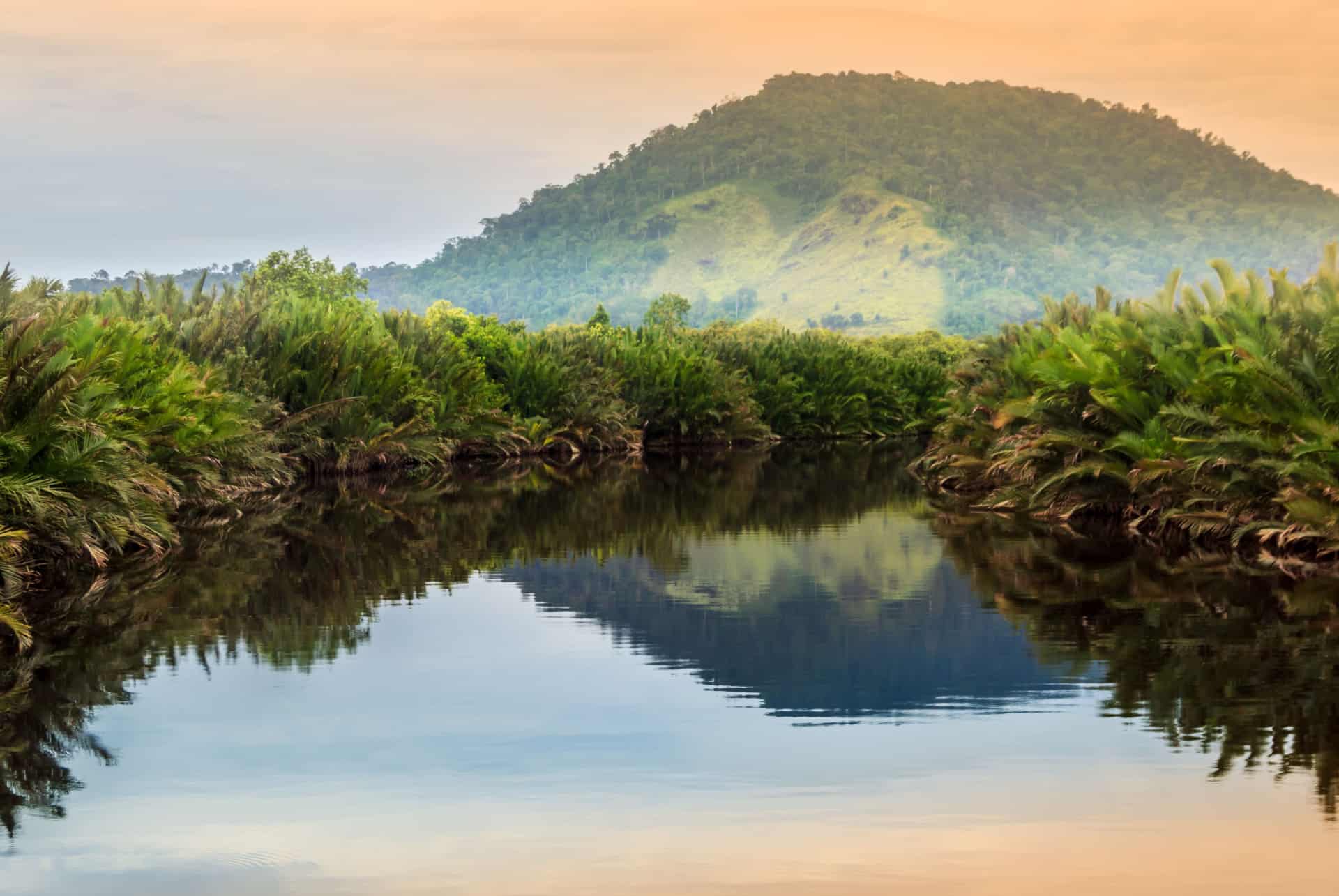jungle borneo jungle borneo