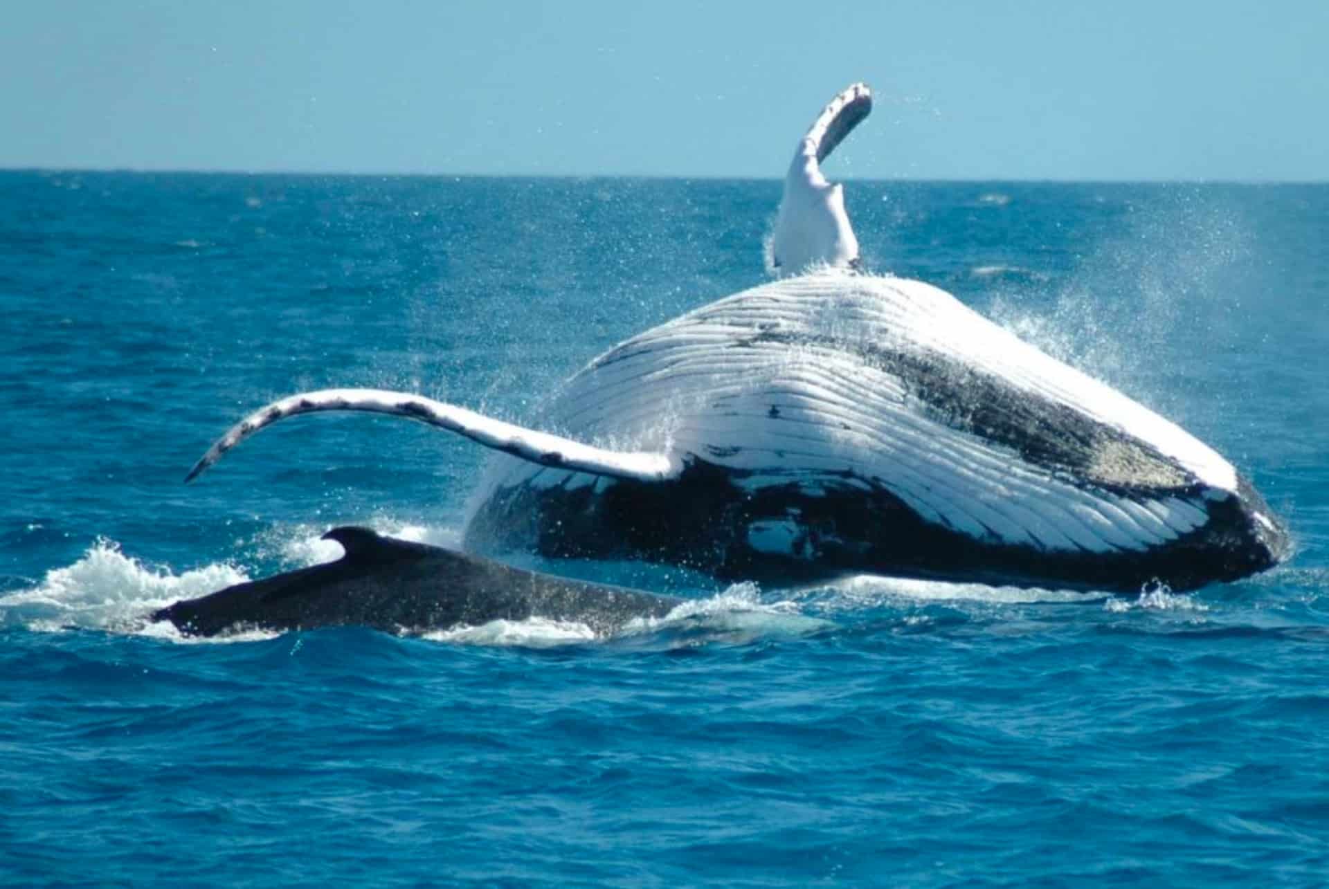 observation baleine rep dom observation baleine rep dom