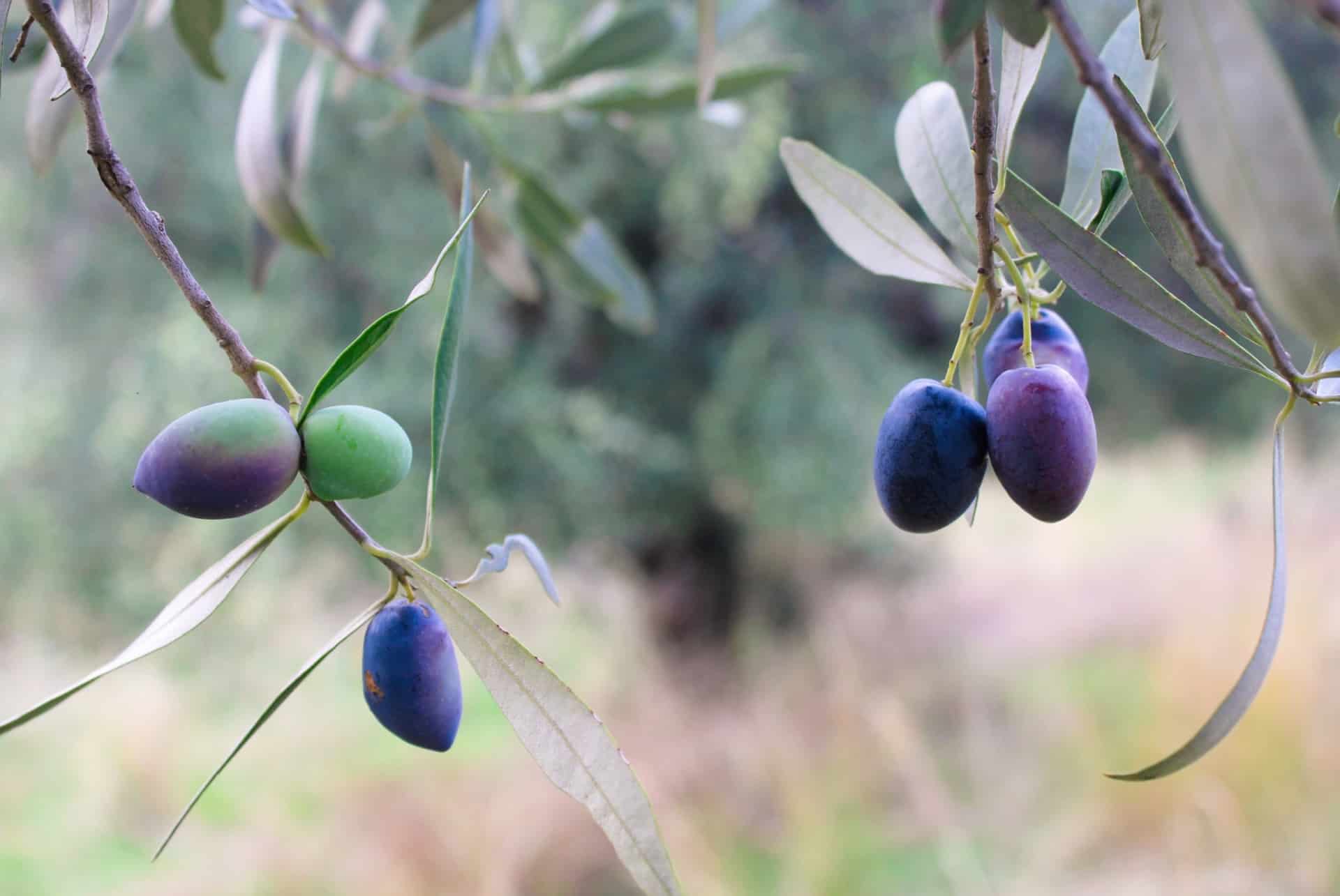 olives koroneiki olives koroneiki